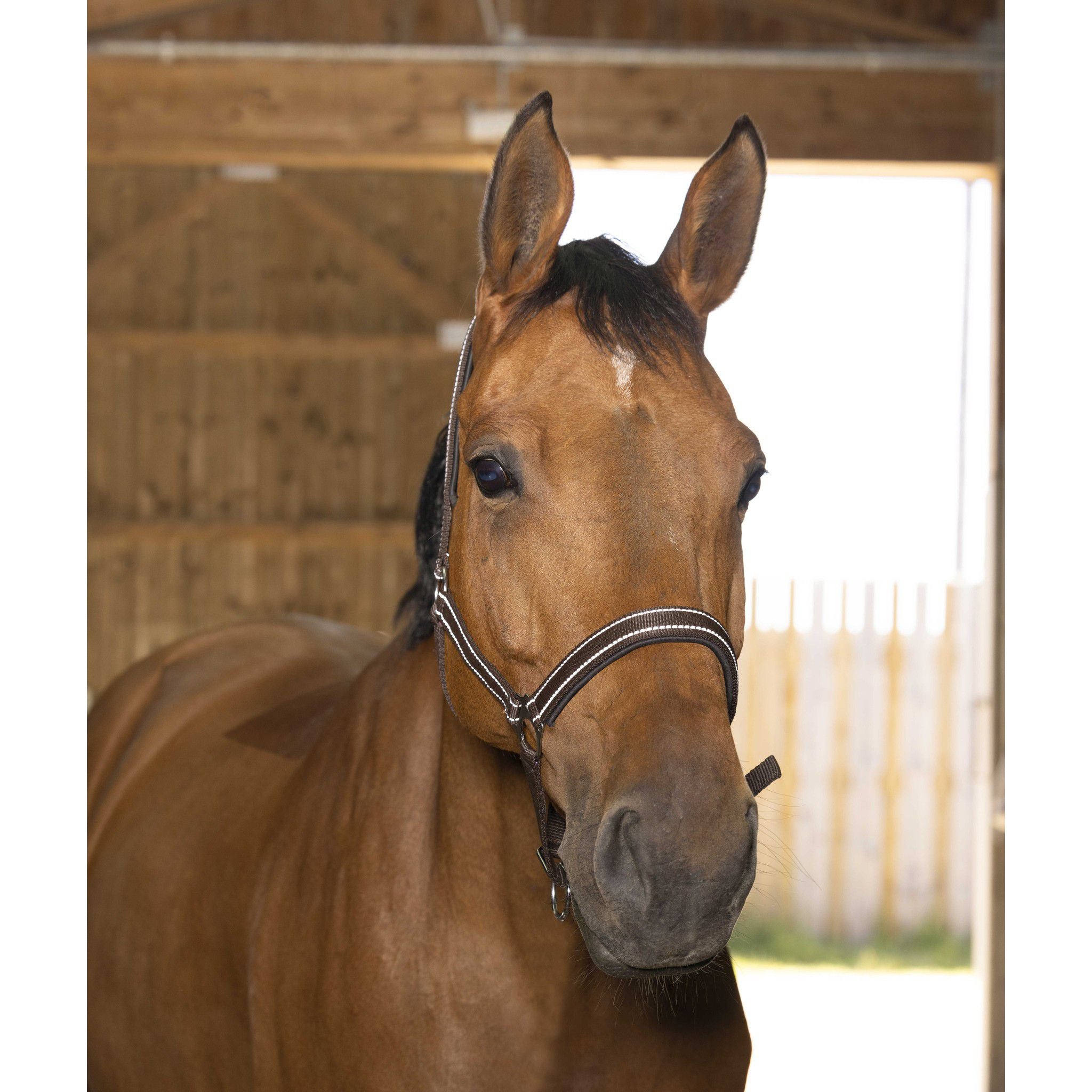 Norton Reflective halter Chocolate 510630304