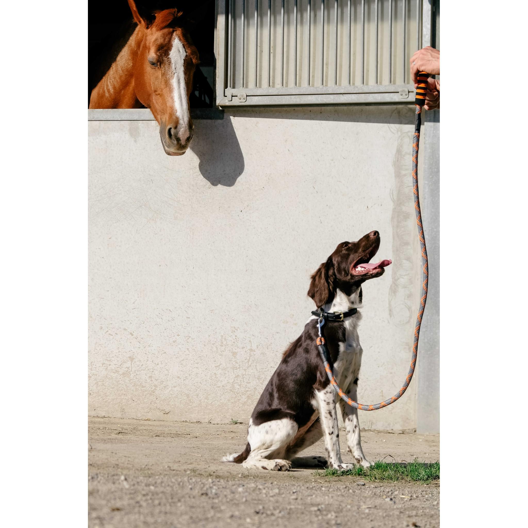 EQUITHÈME Haspen Dog Leash Black/neon orange 409055225