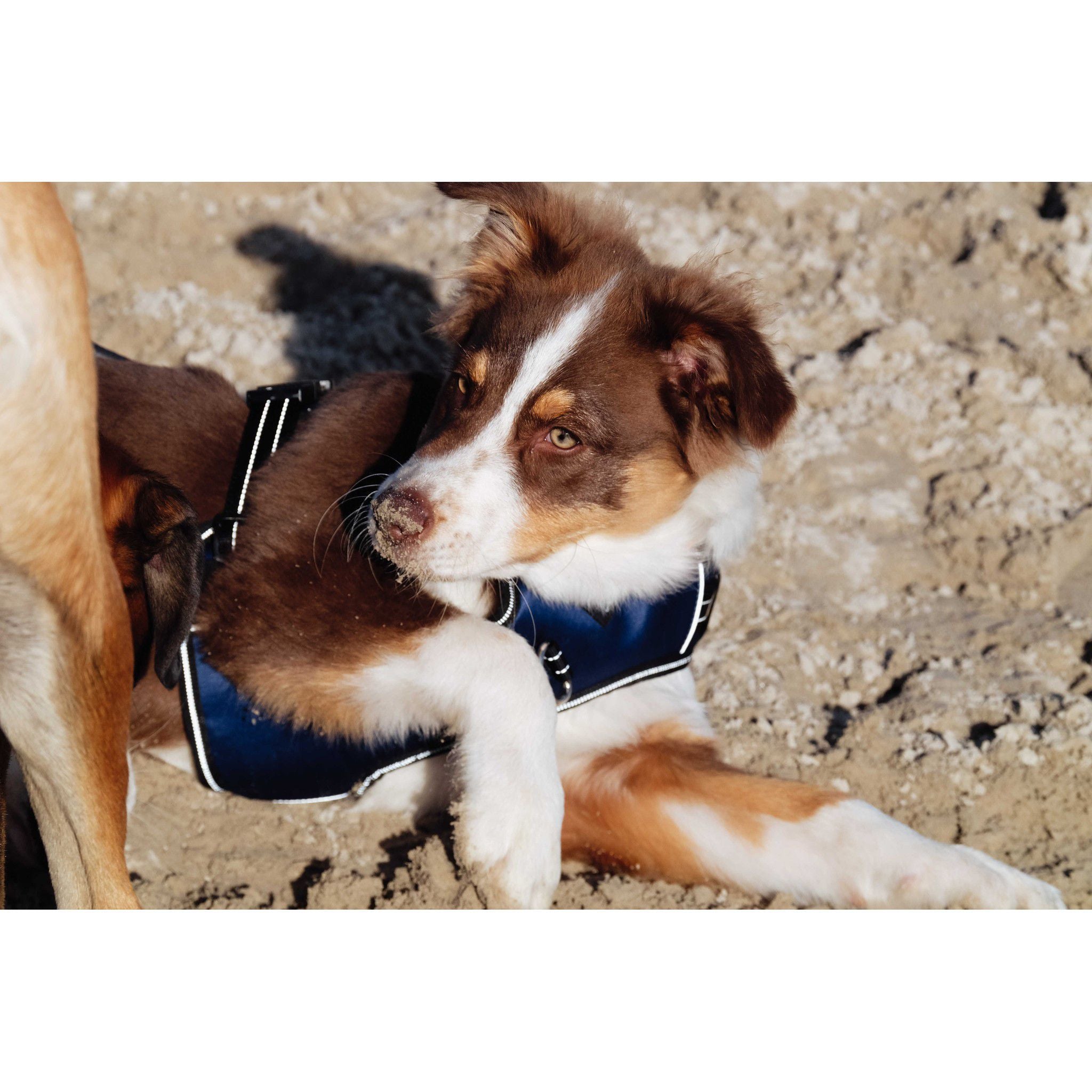 Riding World Simba Dog Harness Navy blue 409059002