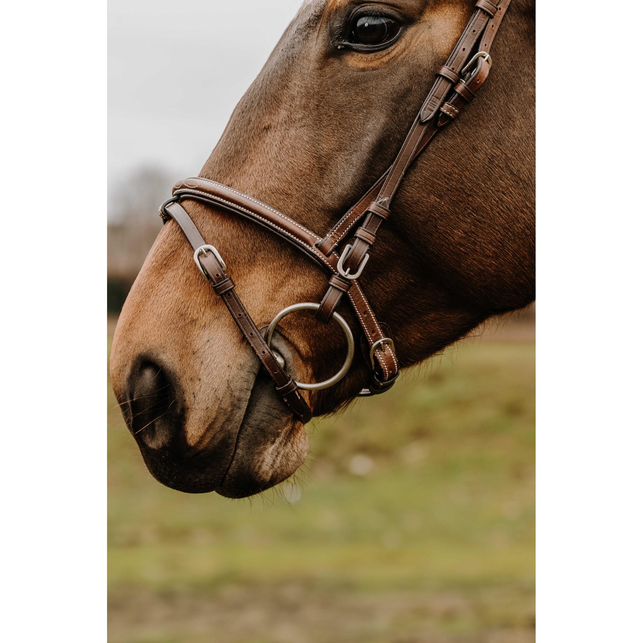 NORTON CLUB - Deco Bridle Havana 301913318