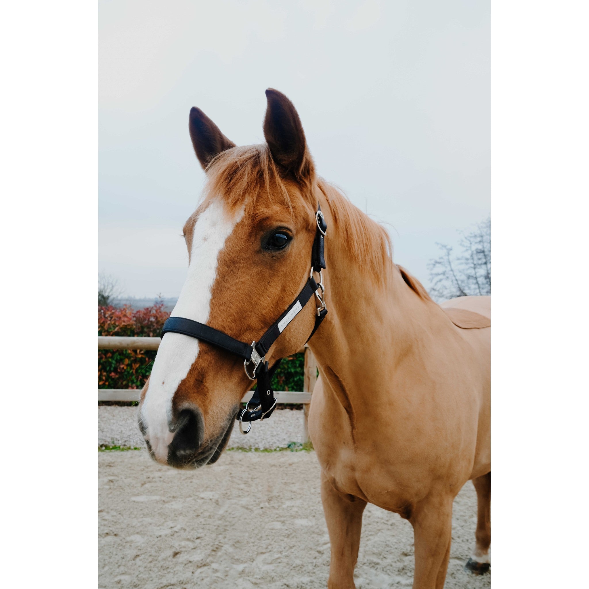 EQUITHEME Opal Halter Black - 510276302_ambi_1