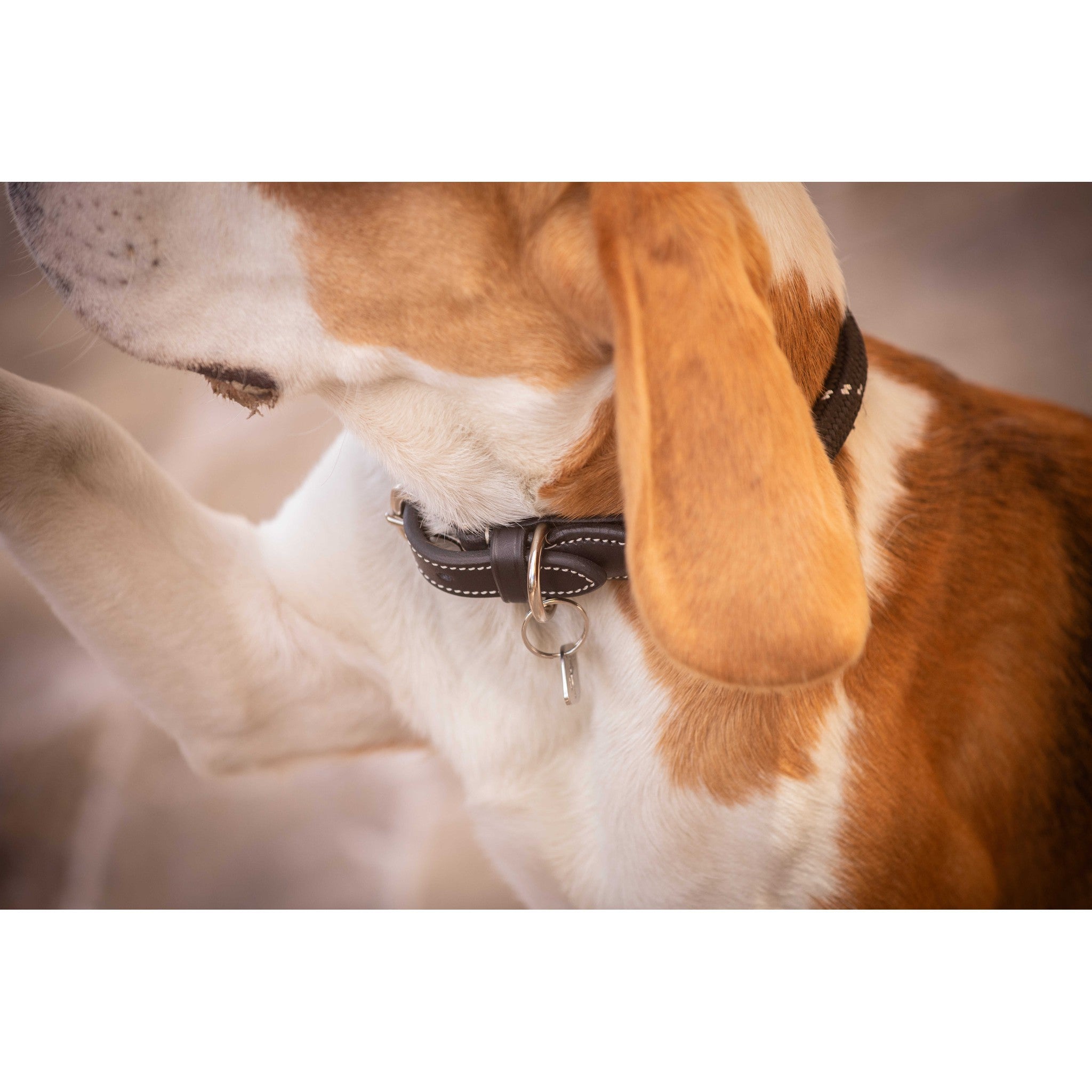 Pénélope Billie Dog Collar Black 409826240