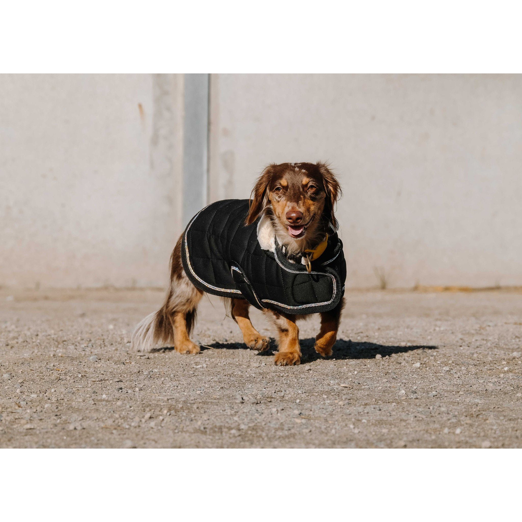 Je t'aime EQUITHÈME Velours dog rug Black 409037240