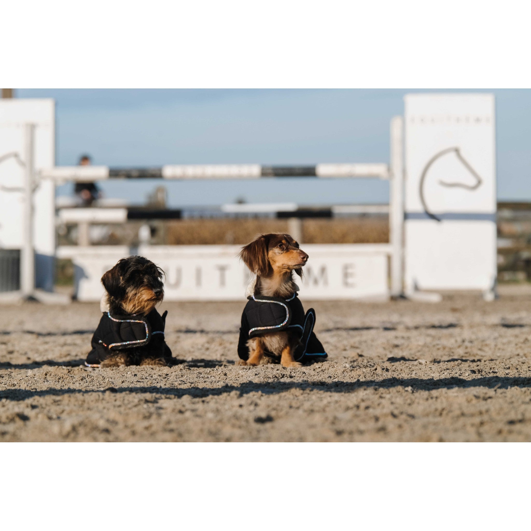 Je t'aime EQUITHÈME Velours dog rug Black 409037240