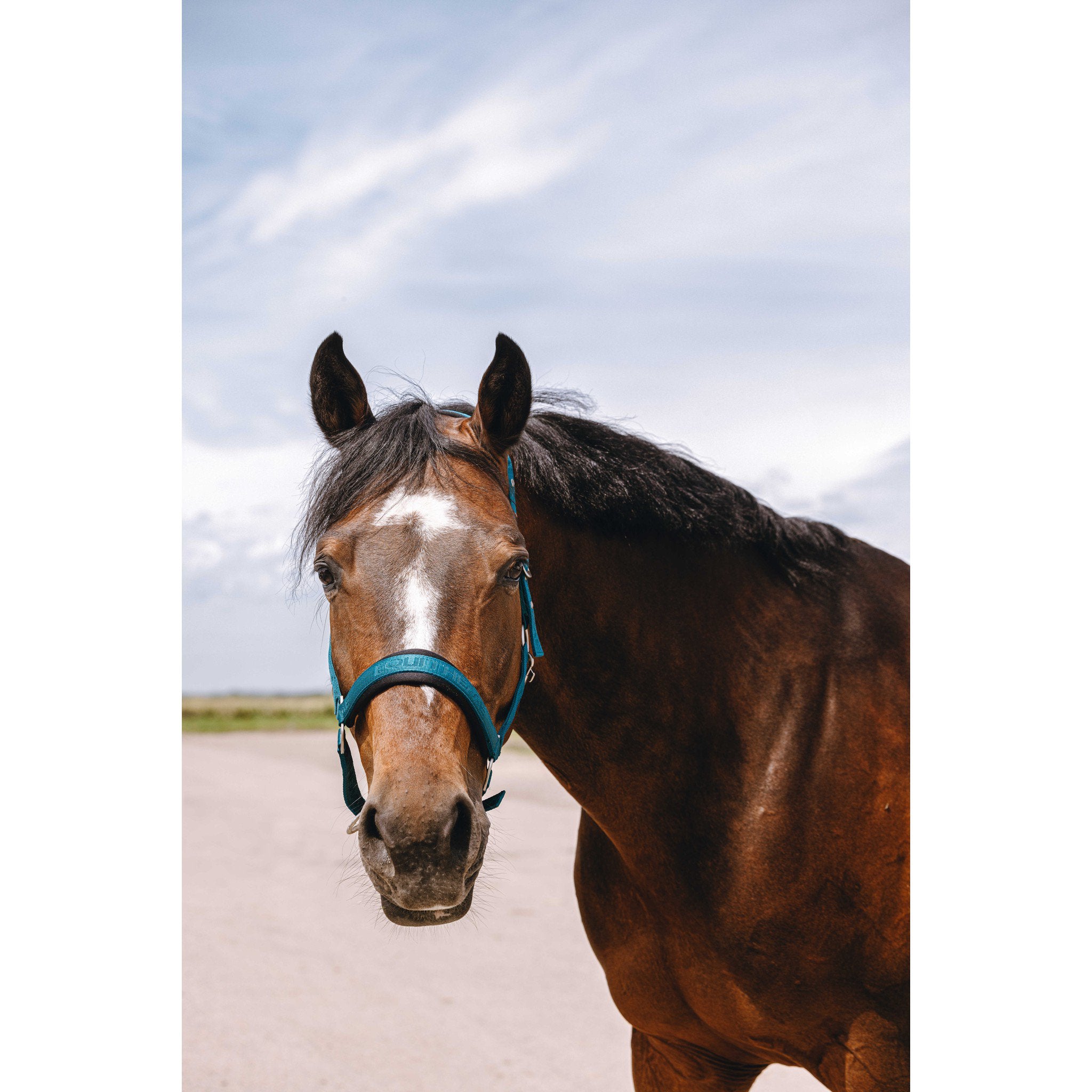 EQUITHÈME Jacquard Halter Peacock blue 510259340