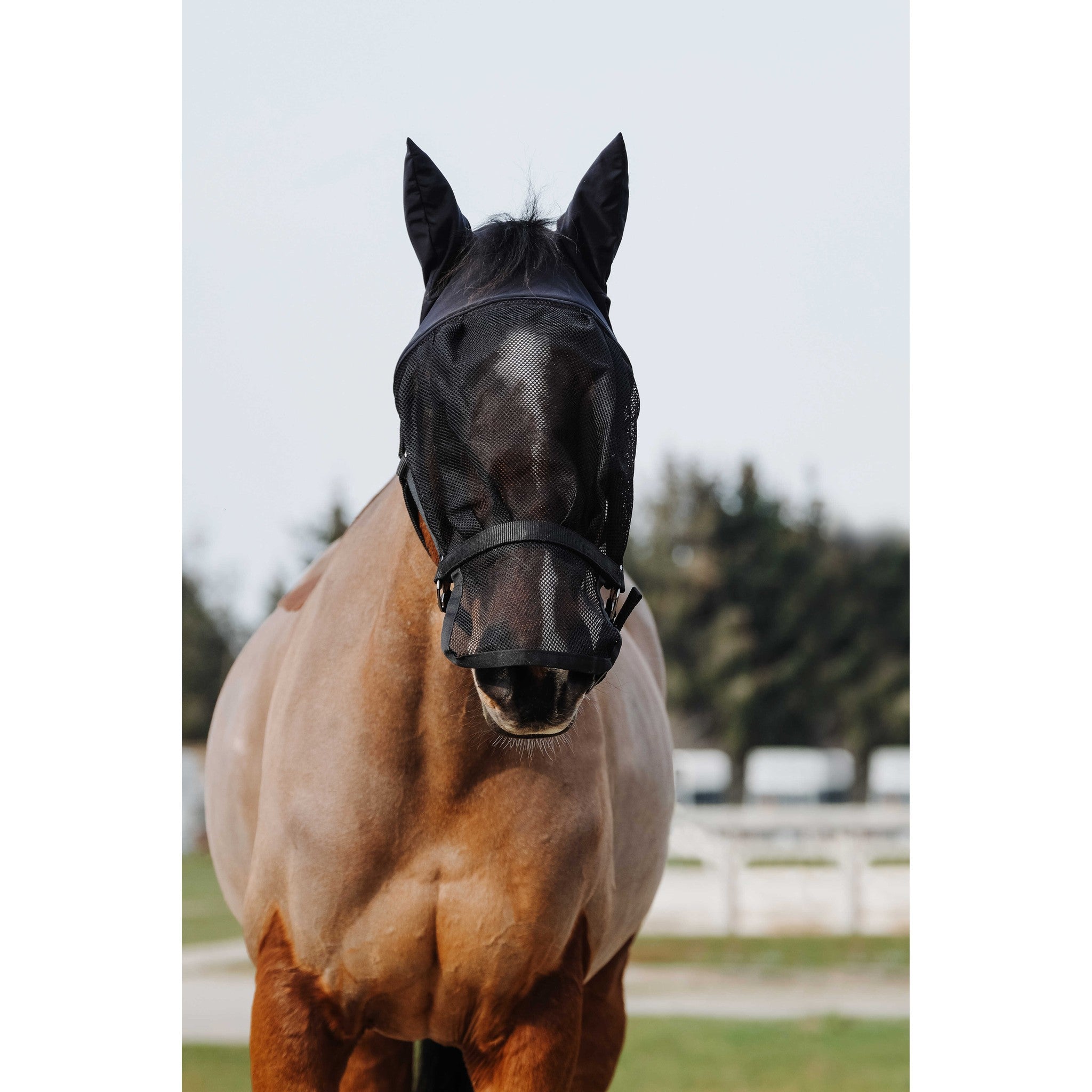 EQUITHÈME Halter + fly mask Black 510062003