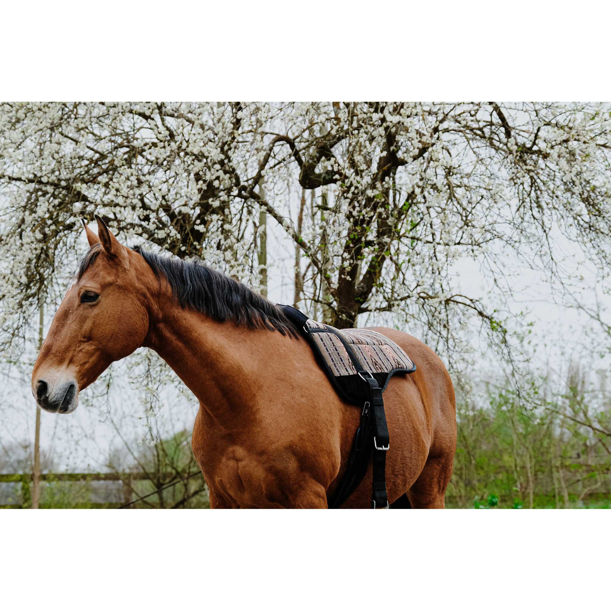 Norton Kiowa Bareback Riding Pad Khaki 101055004