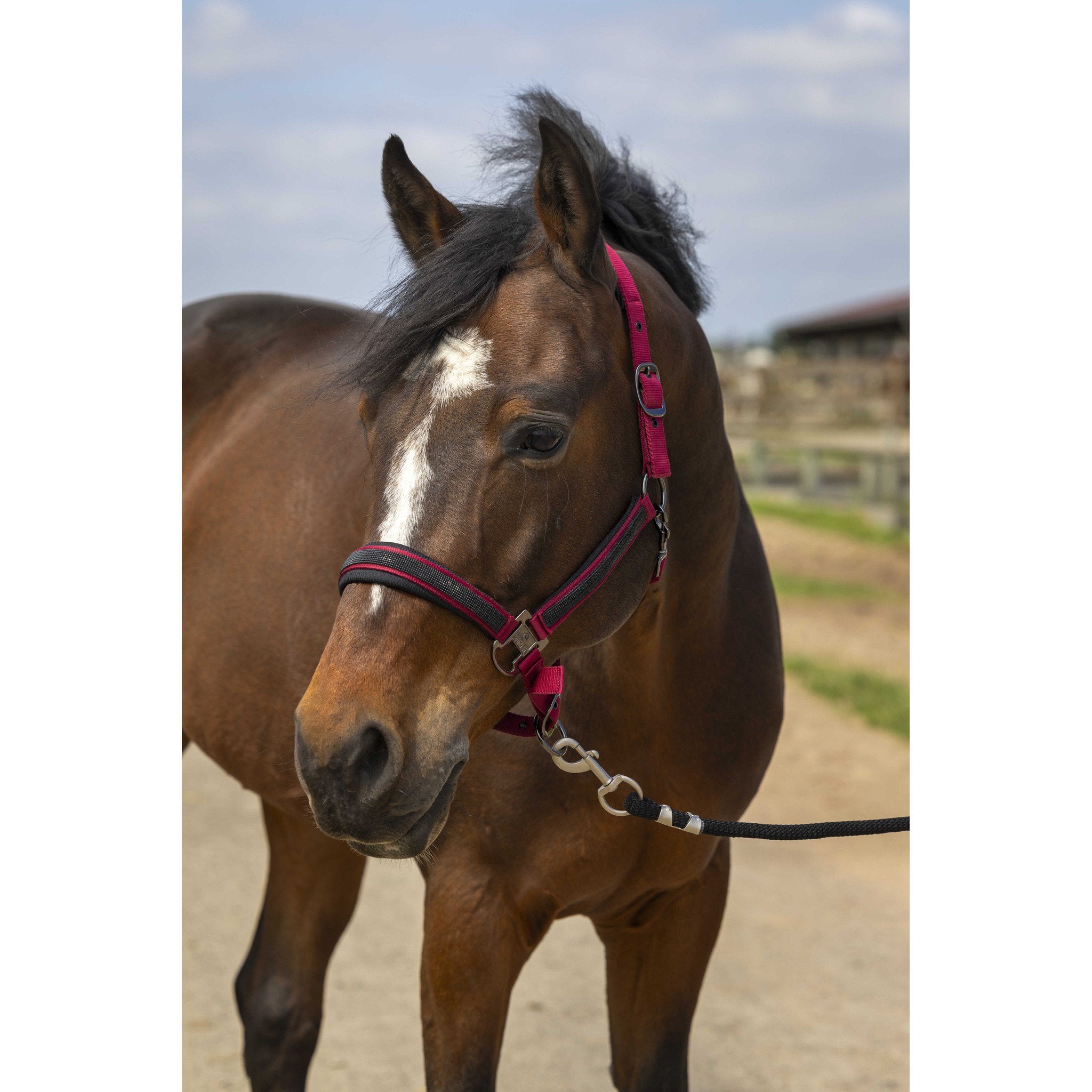 EQUITHÈME Strass Halter Burgundy 510250333