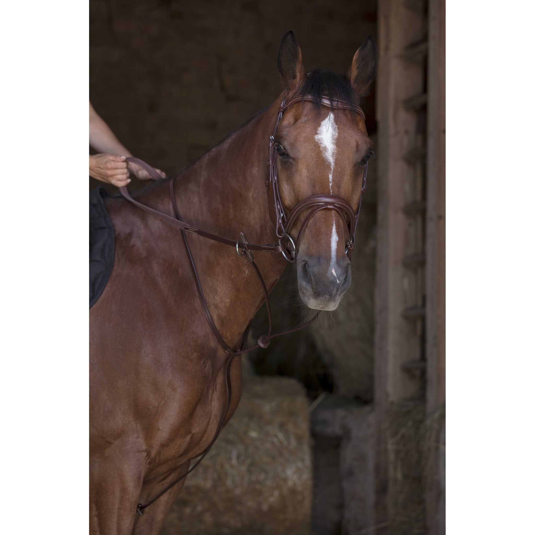 Norton Pro running martingale Havana 306118318