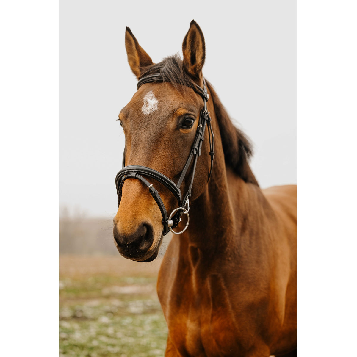 Norton Club Easy Bridle - Black - 301912302_ambi_1