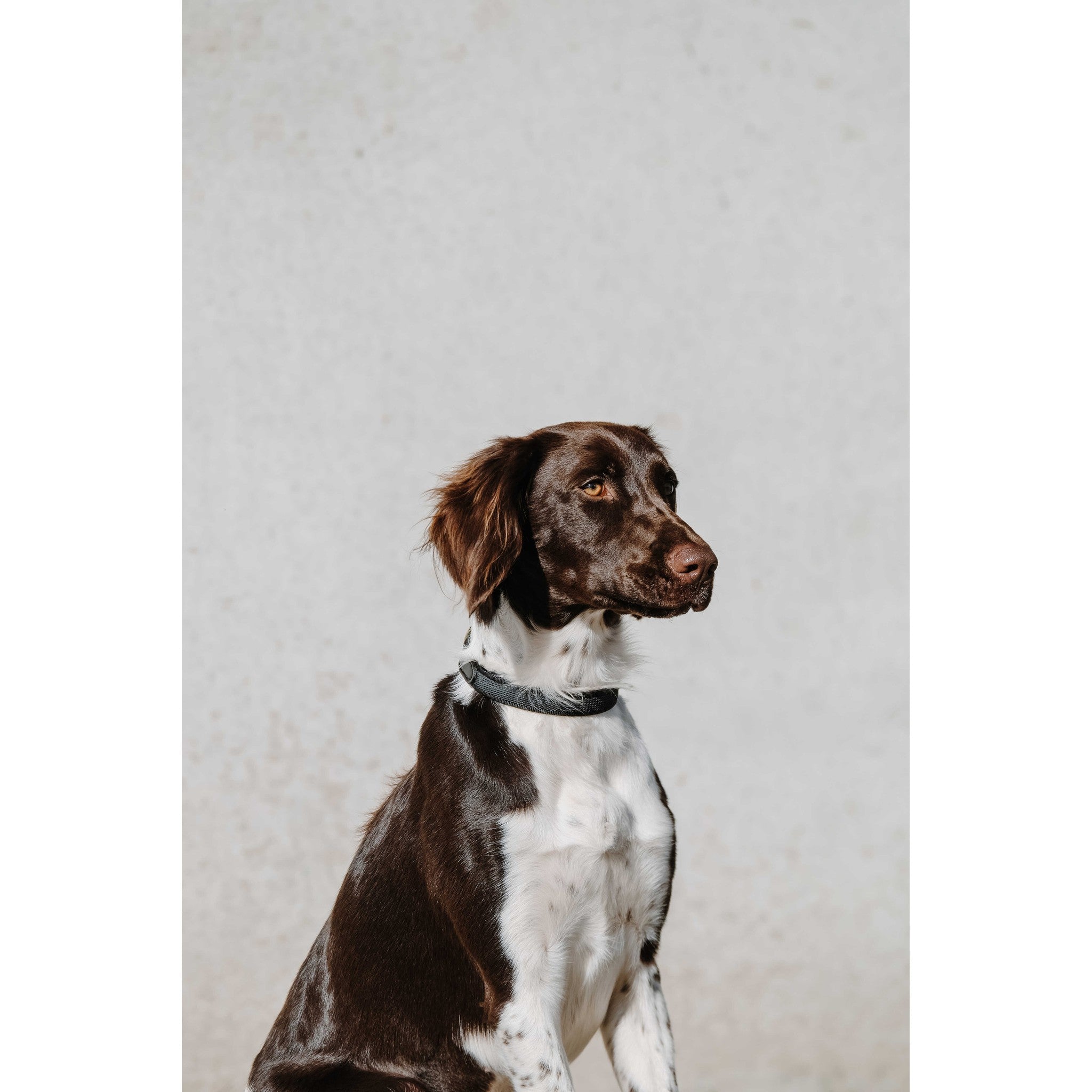 EQUITHÈME Nala Dog Collar Black 409051250