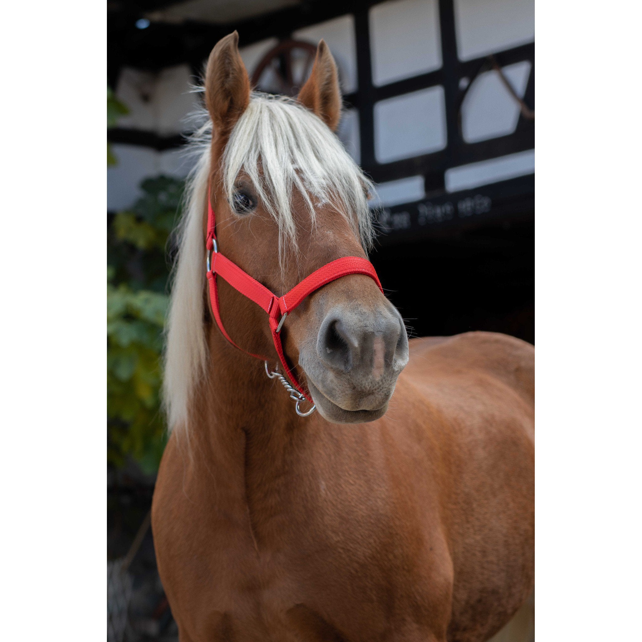 Norton Pro Draught Horse Halter Red 510194003