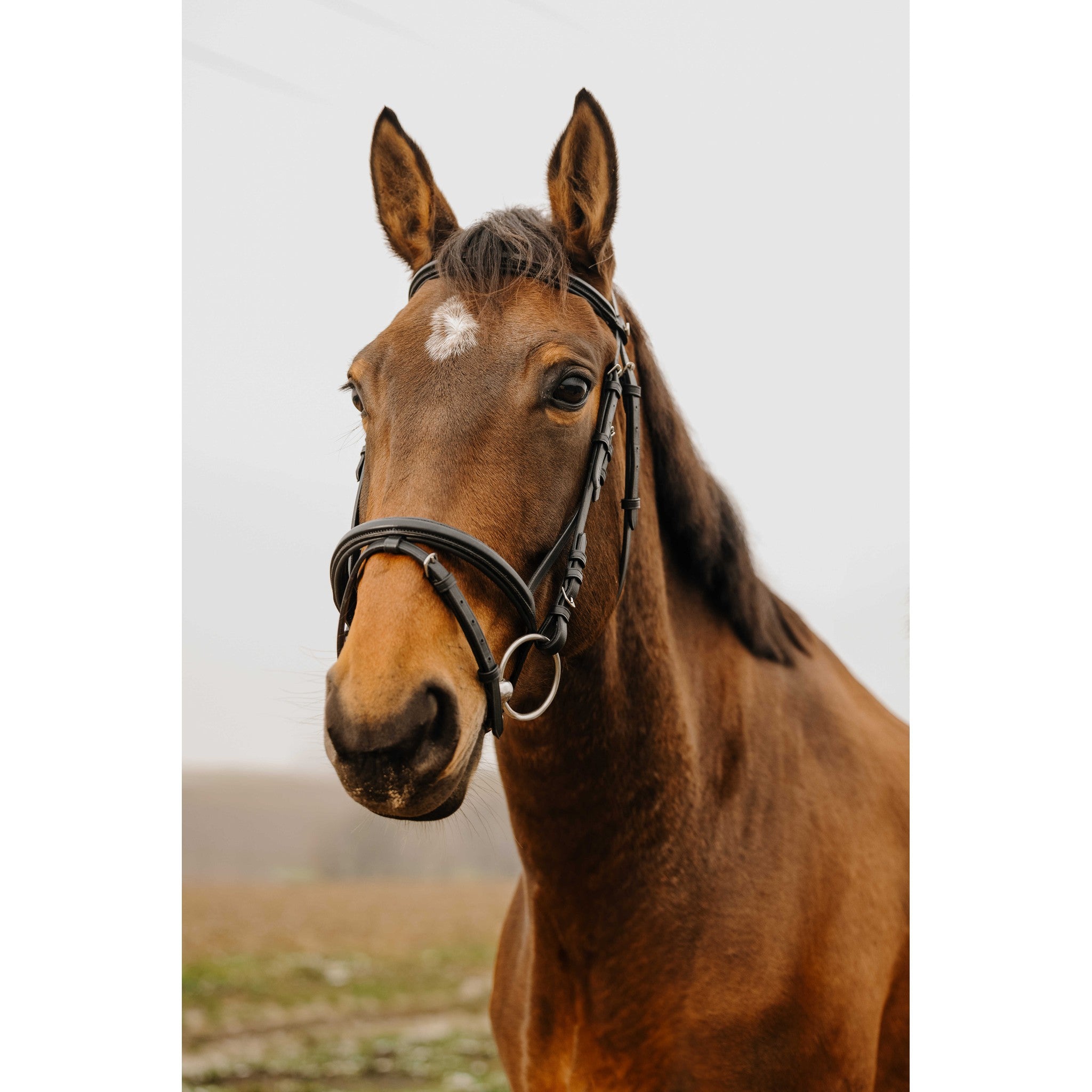 Norton Club Square Bridle Black 301911302