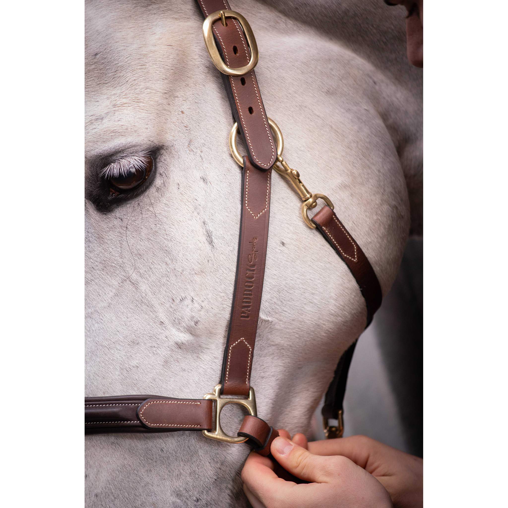 Paddock Sports 3-Snap Halter Havana 301614304