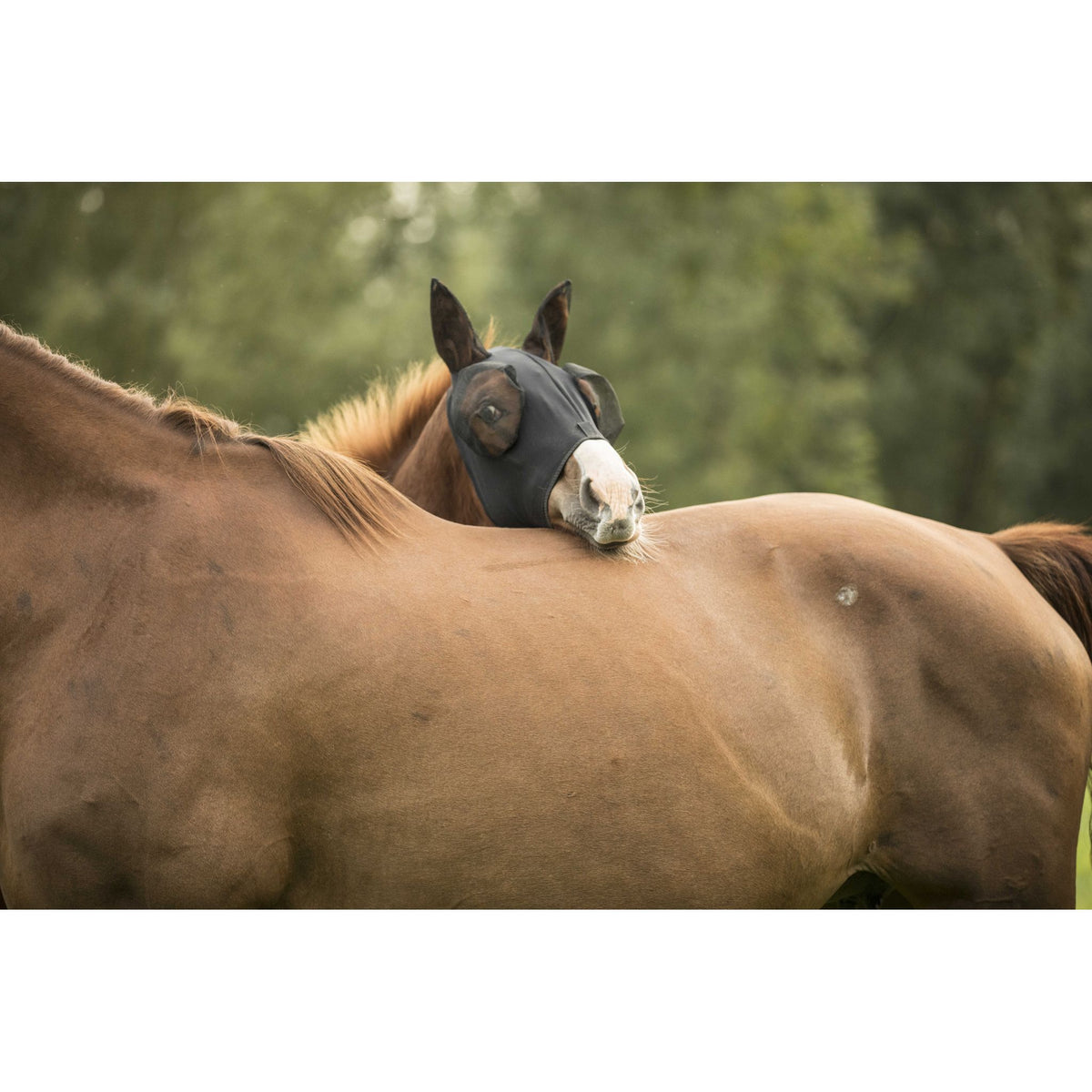 Lami-Cell Lycra Fly Mask - Black - 320035202_ambi_3