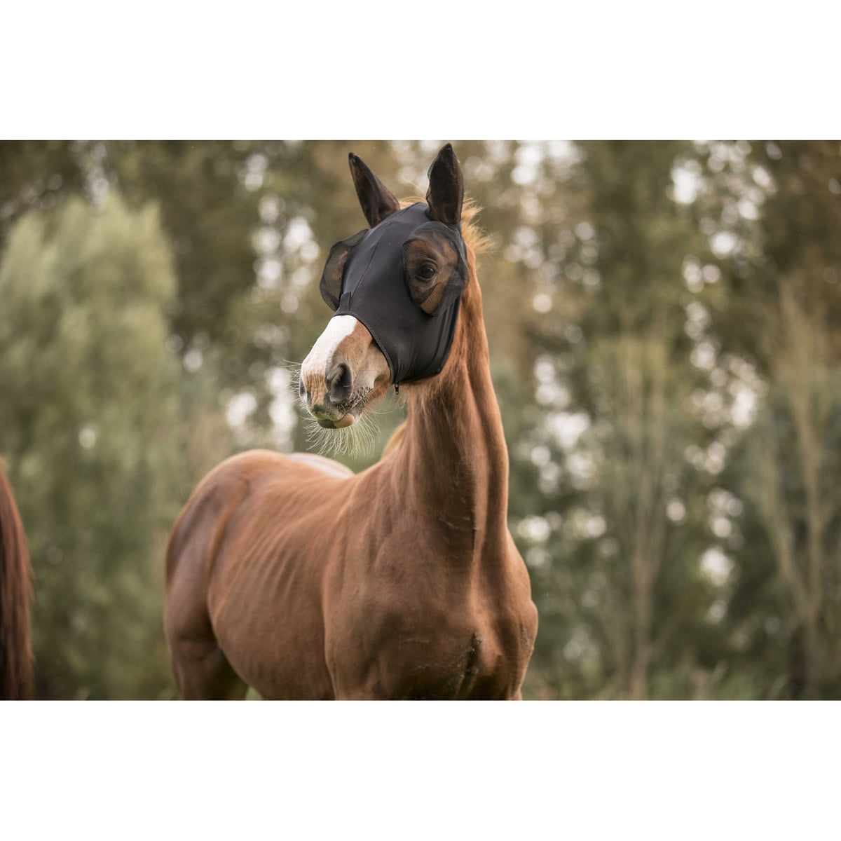 Lami-Cell Lycra Fly Mask - Black - 320035202_ambi_5