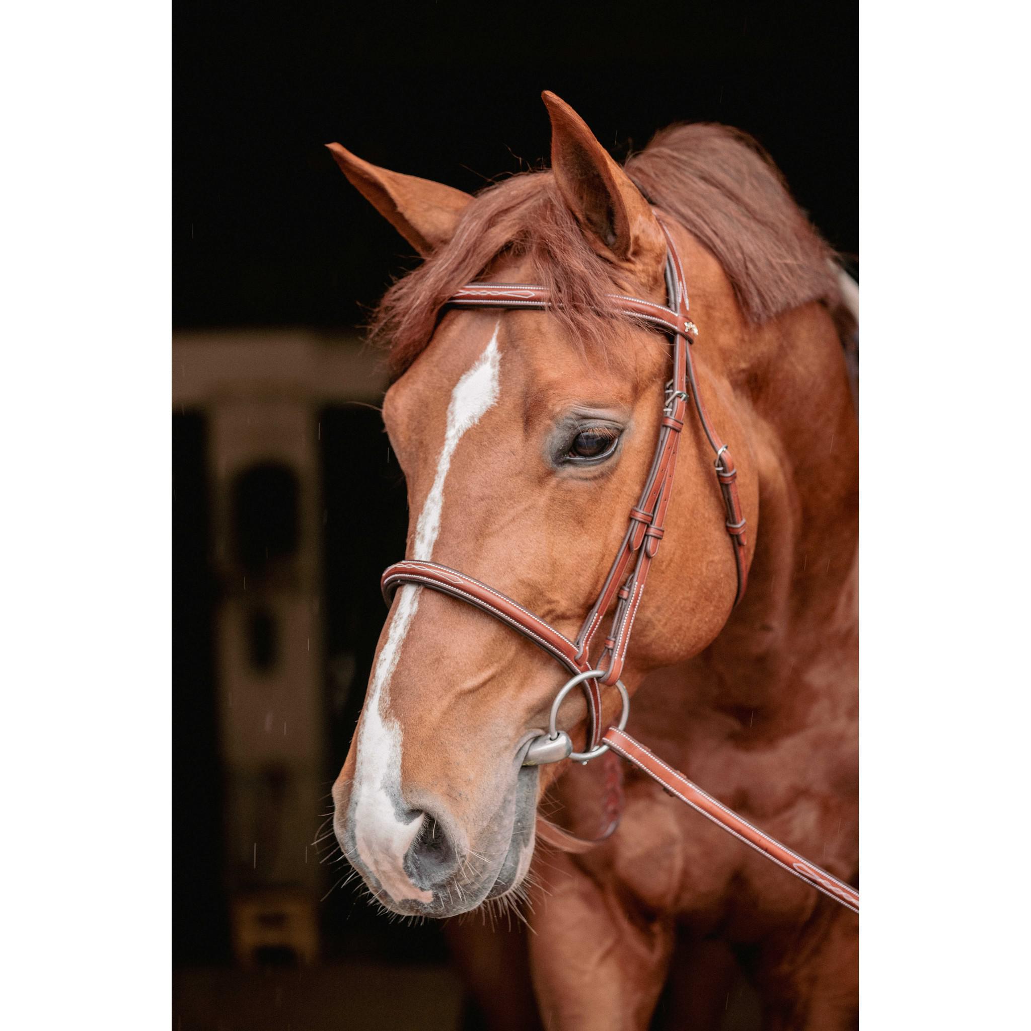 Pénélope Hunter US Bridle Chestnut 301610304