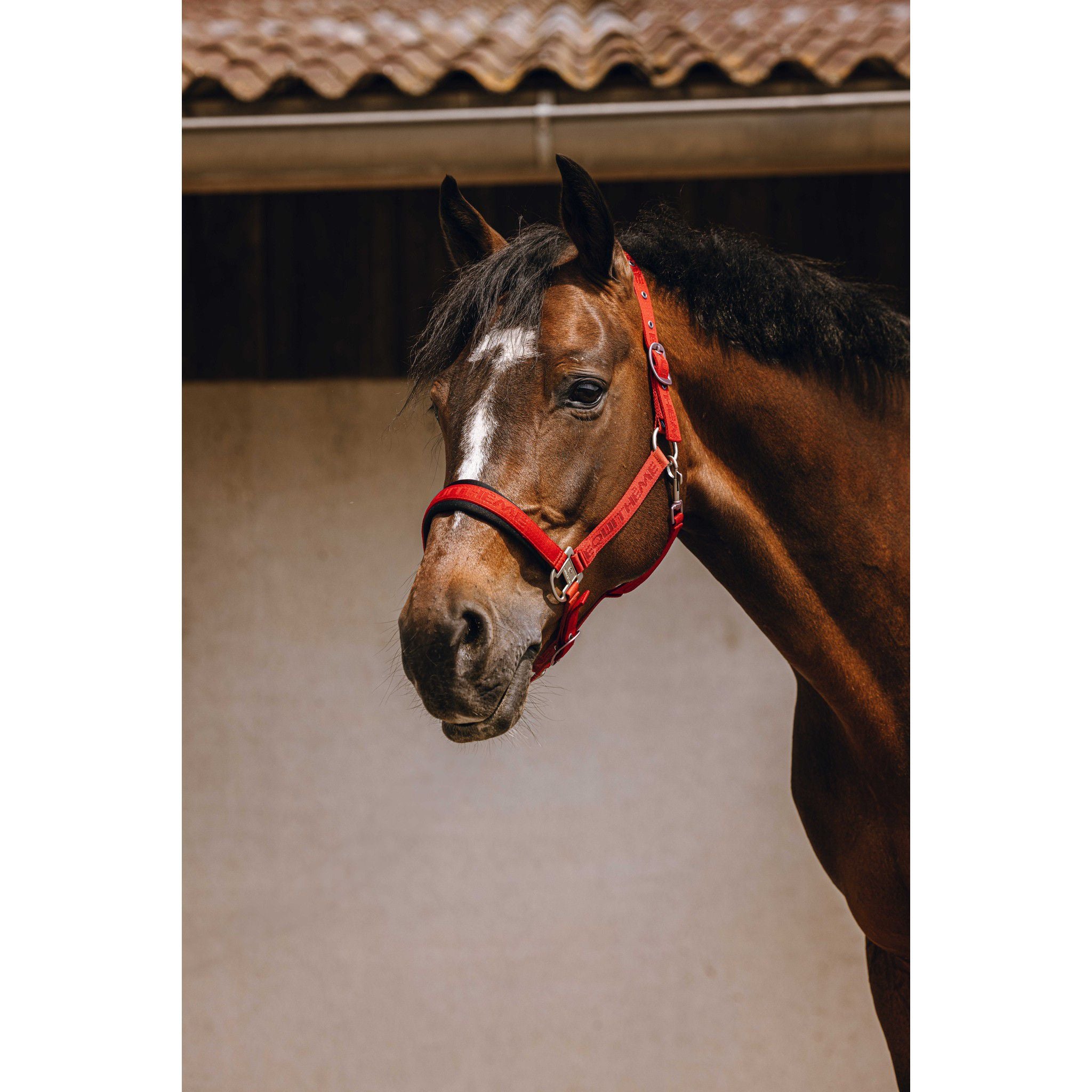 EQUITHÈME Jacquard Halter Red 510259303