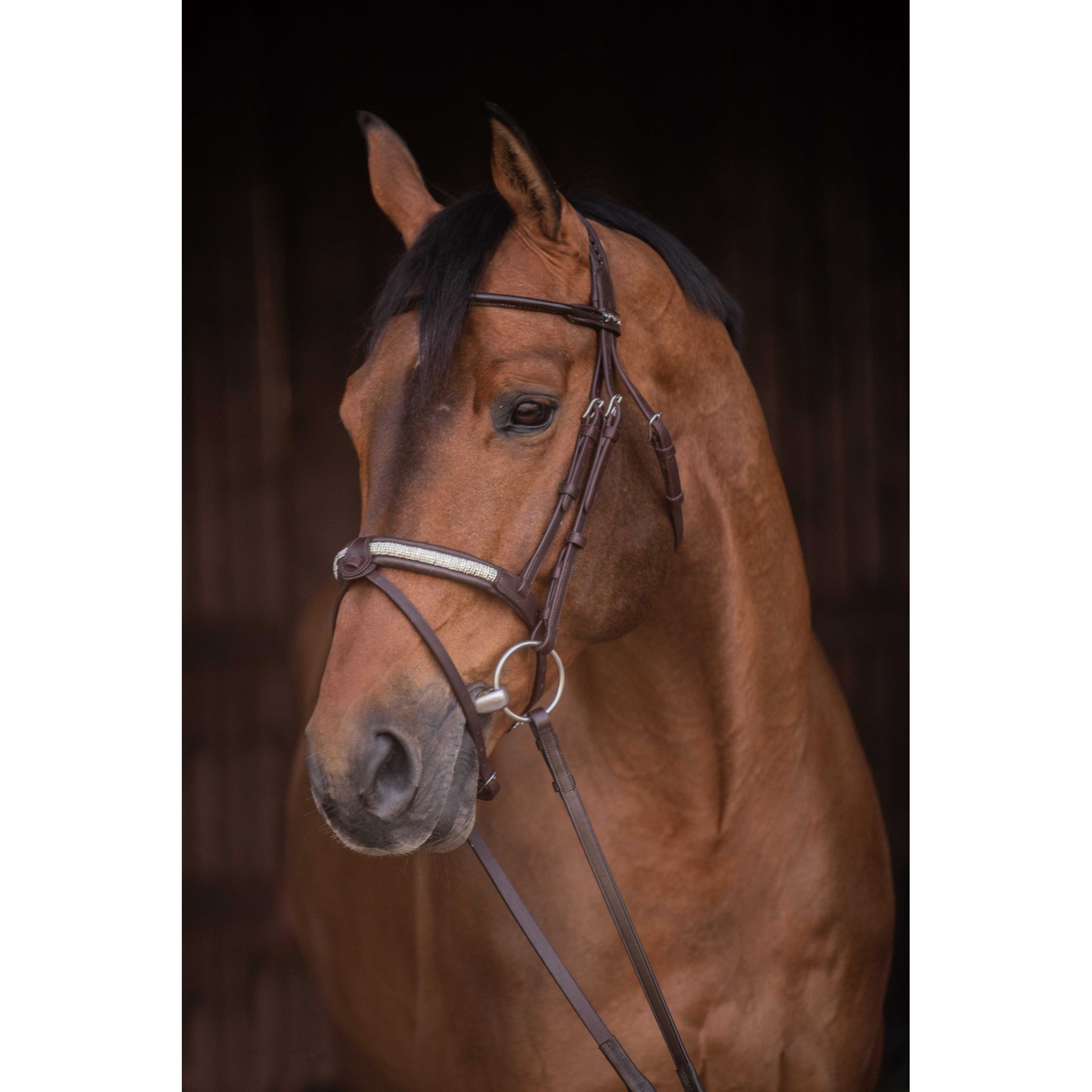 Pénélope Symphonie Bridle Havana 301612318