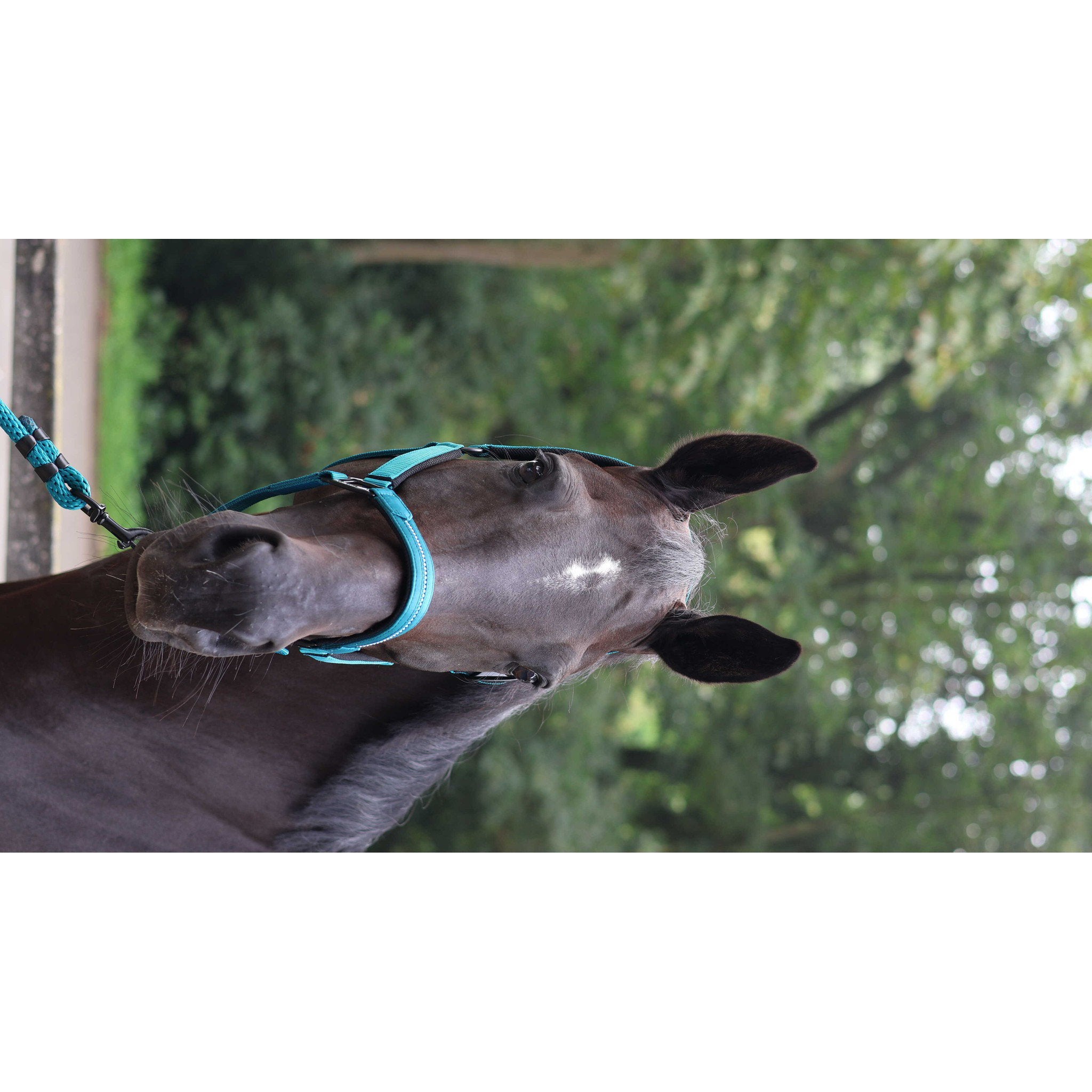 Lami-Cell Charming Halter Turquoise 555026017