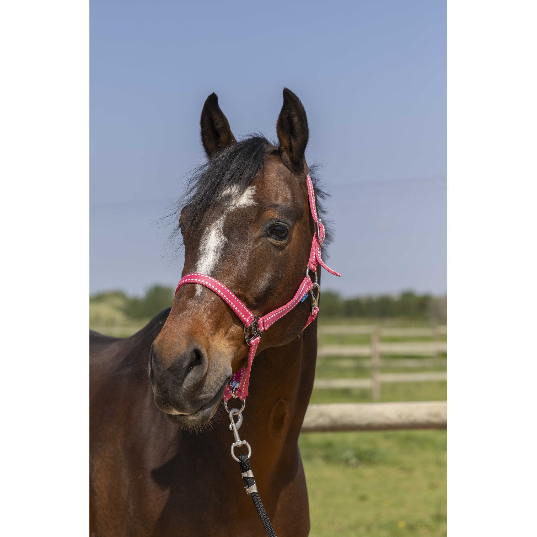 Norton Grooming Halter Antique pink 510245316