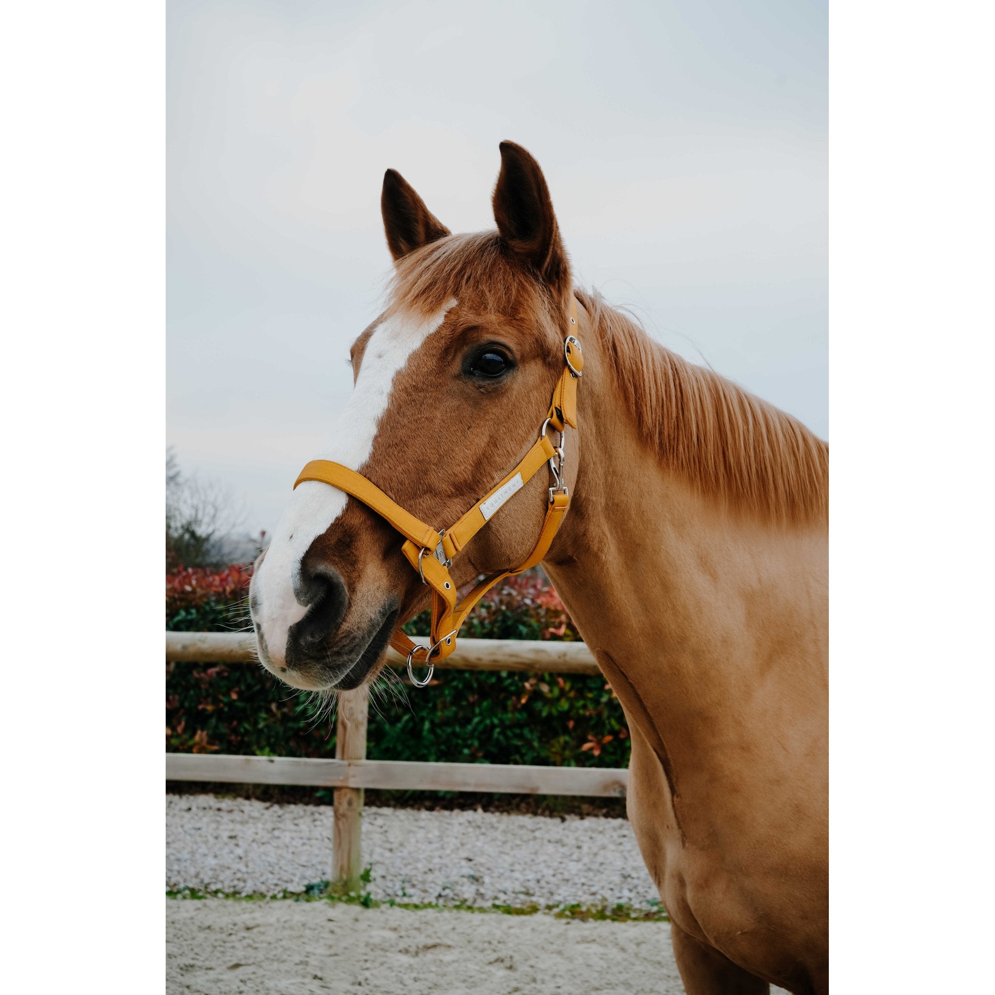 EQUITHEME Opal Halter Yellow - 510276110_ambi_2