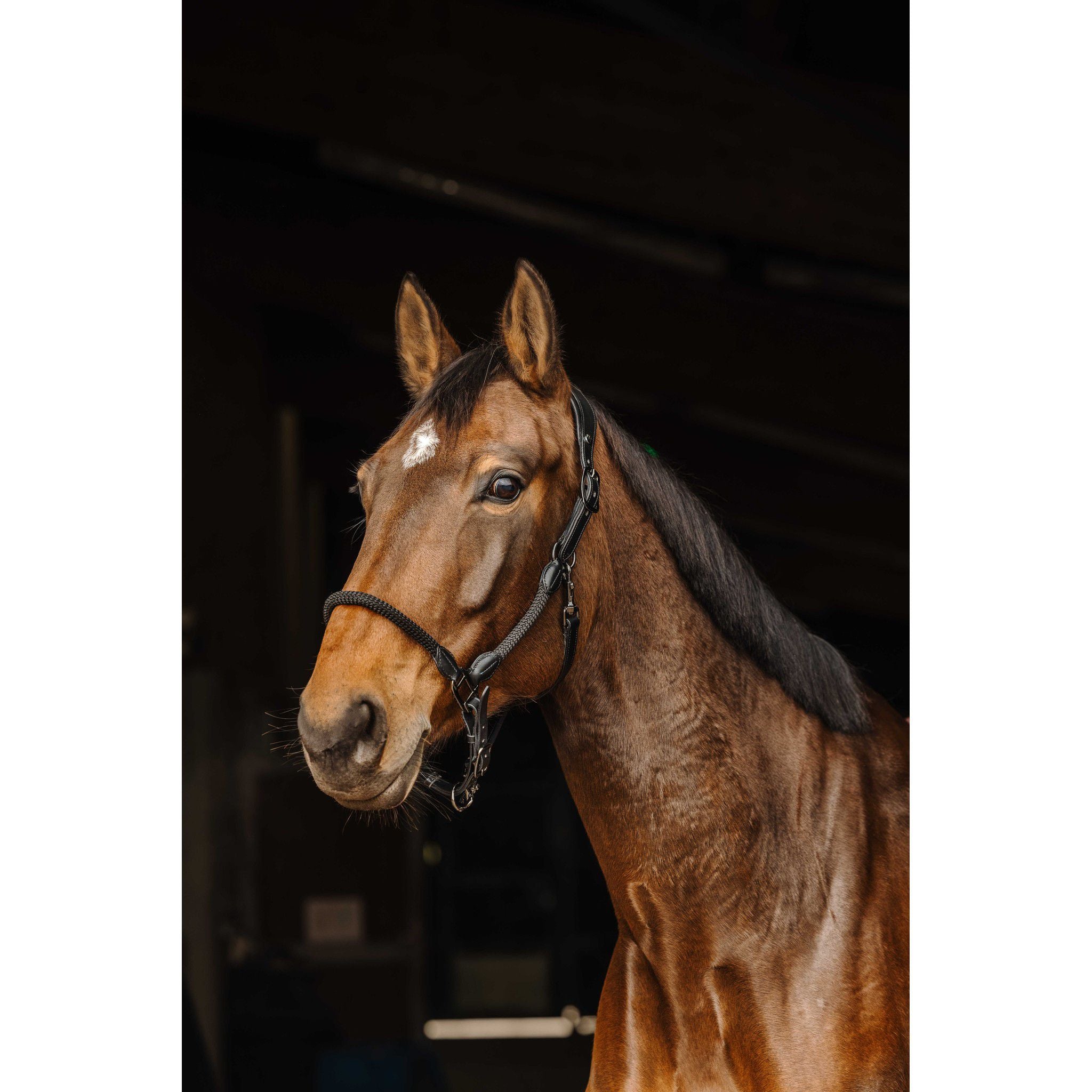 Norton leather/rope Halter Black 510309302