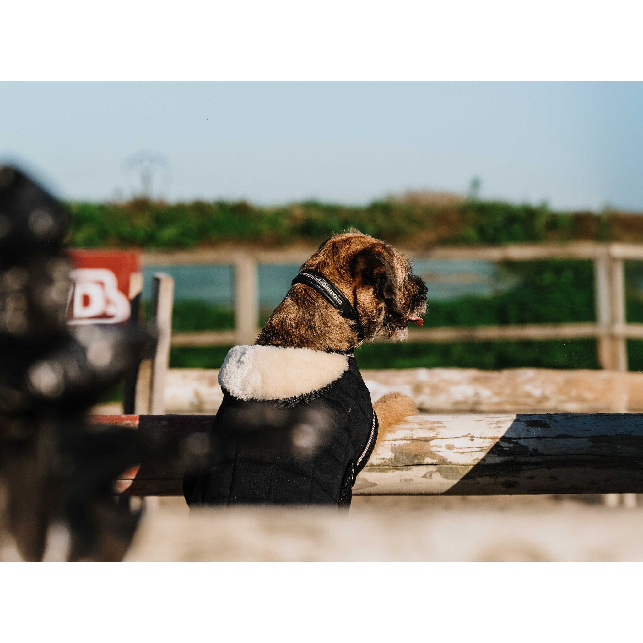 Je t'aime EQUITHÈME Velours dog rug Black 409037240