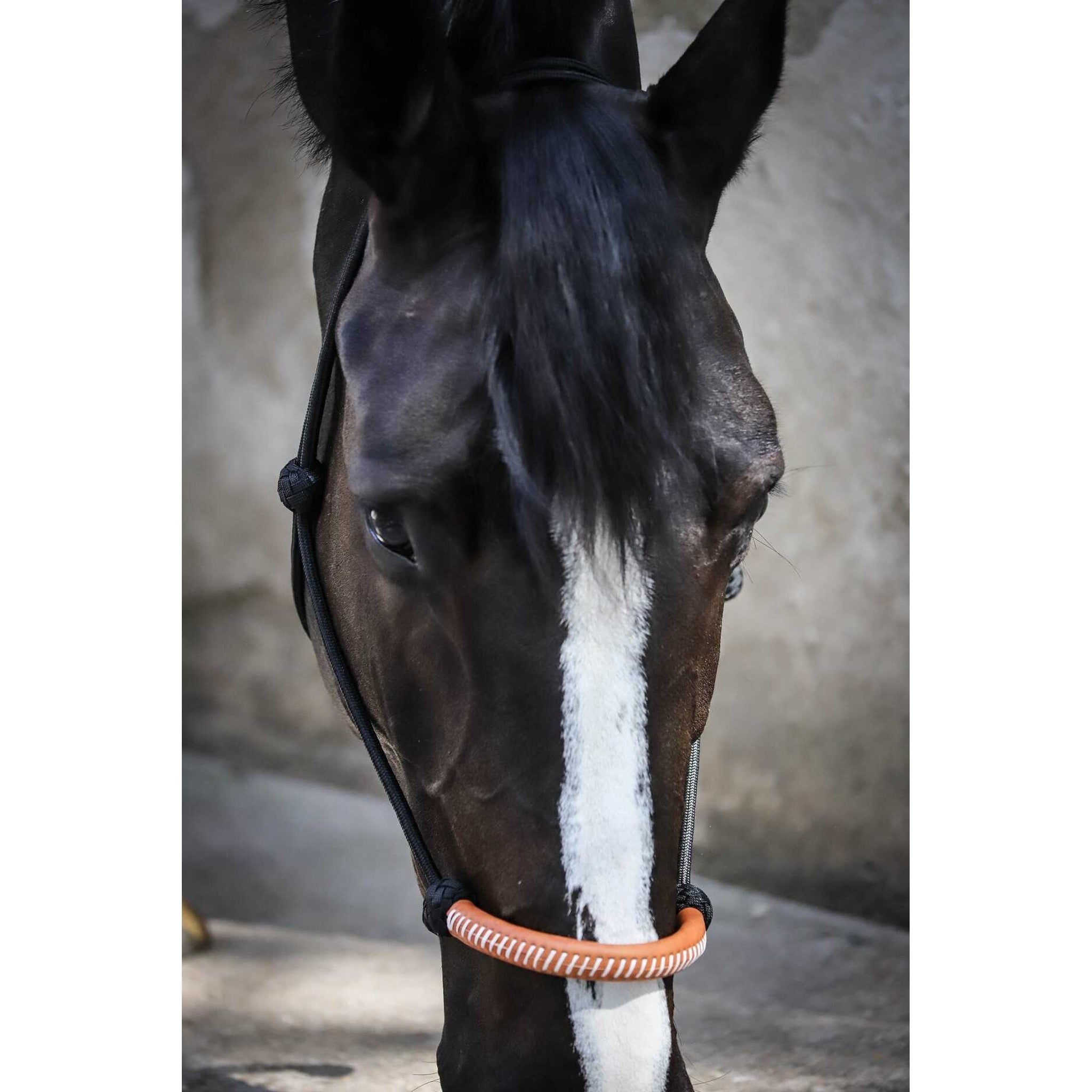 Pénélope American Rope halter Black 510901302