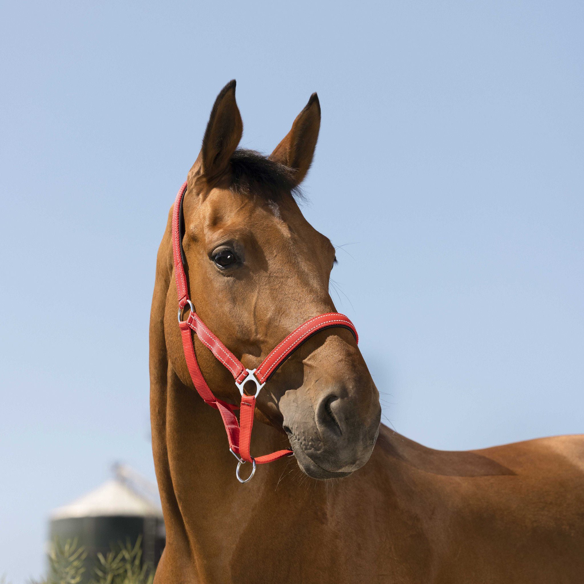 Norton Reflective halter Red 510630303