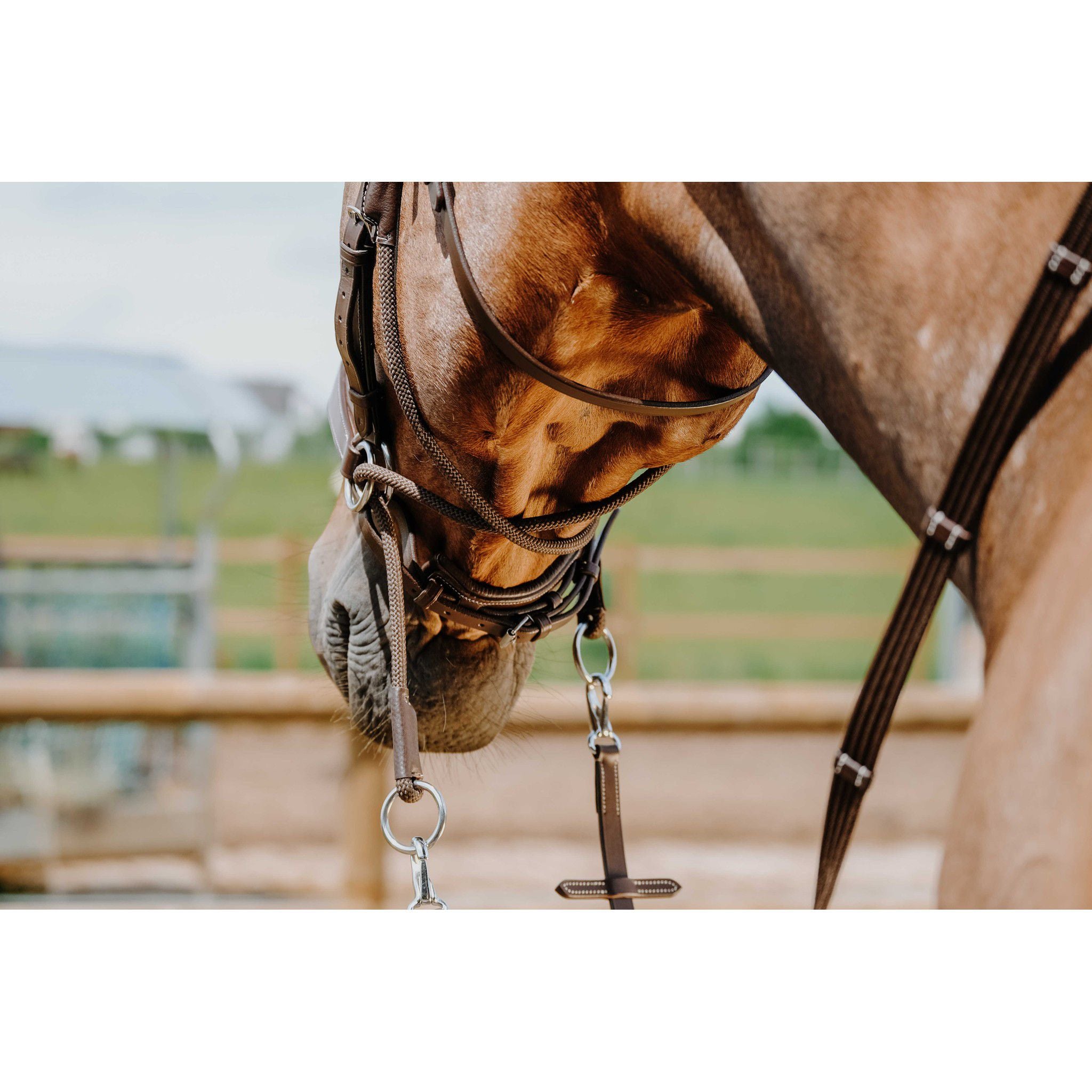 Norton Bitless Bridle Havana 301803318