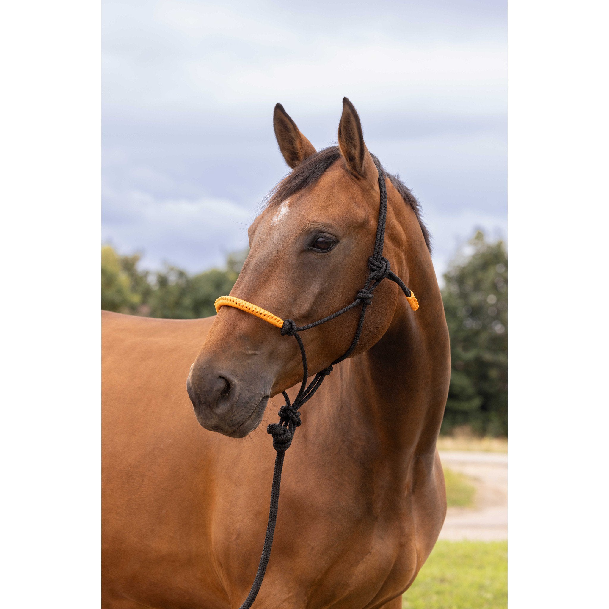 Norton Fun colour Ethological halter + lead rope Black/neon orange 510160322