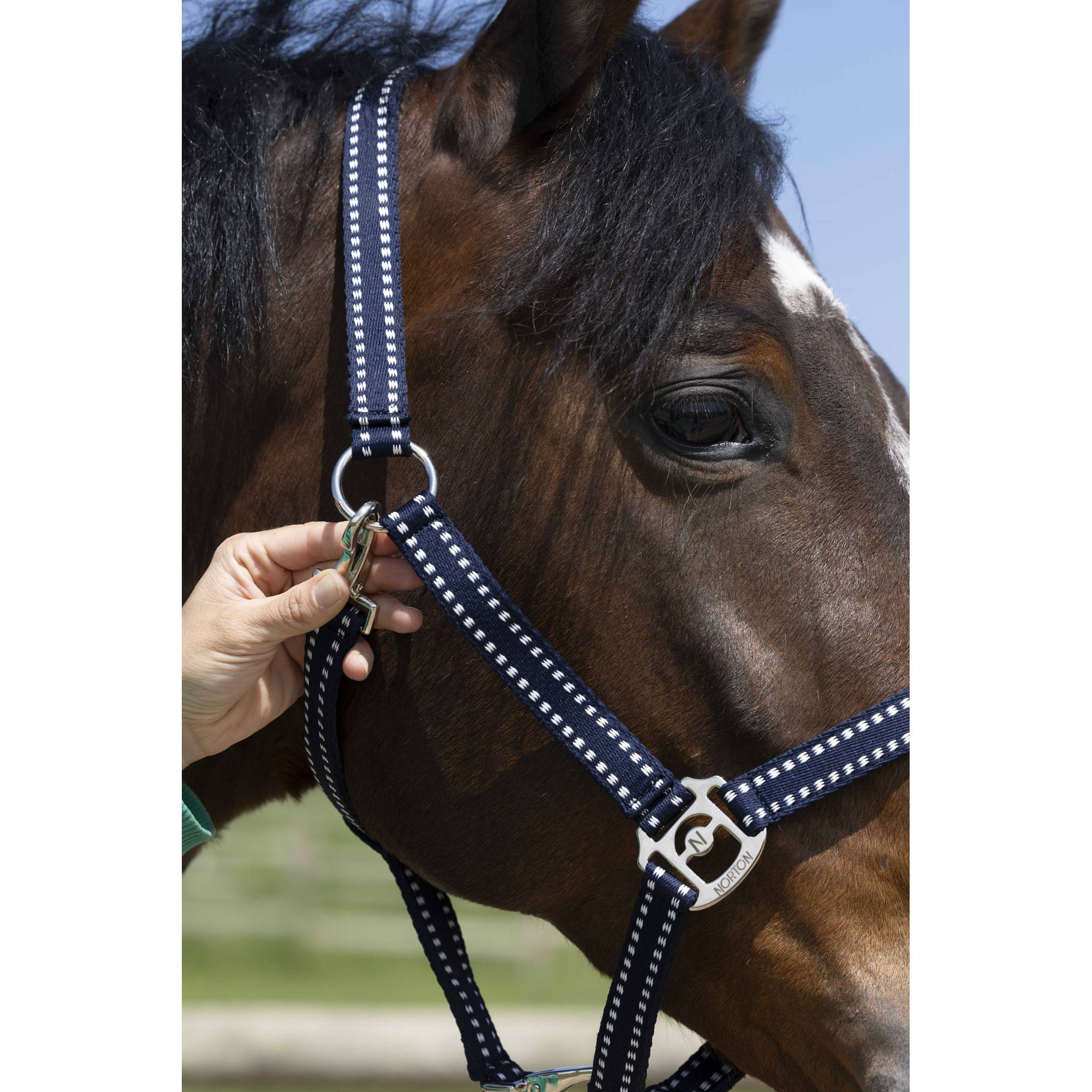 Norton Grooming Halter Navy blue 510245307