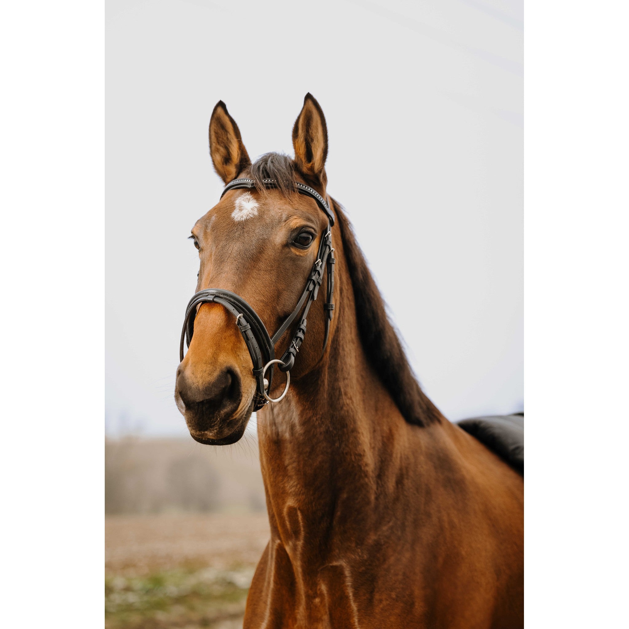 Norton Club Strass V Bridle Black 301910302