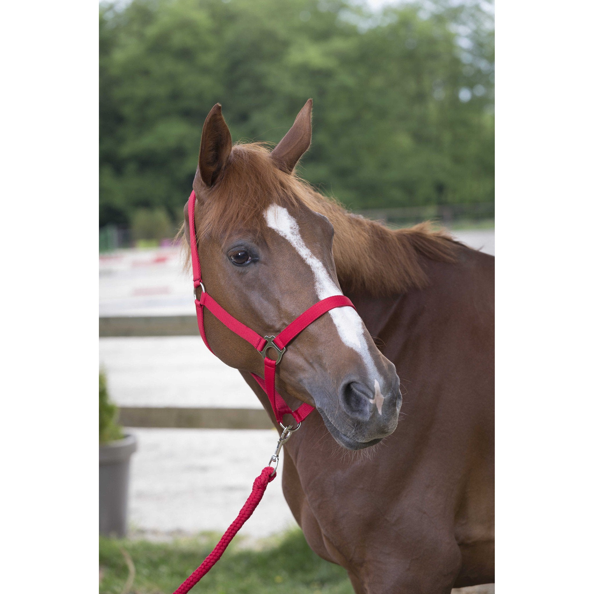 Riding World Club Headcollar and leadrope set Red 510118303