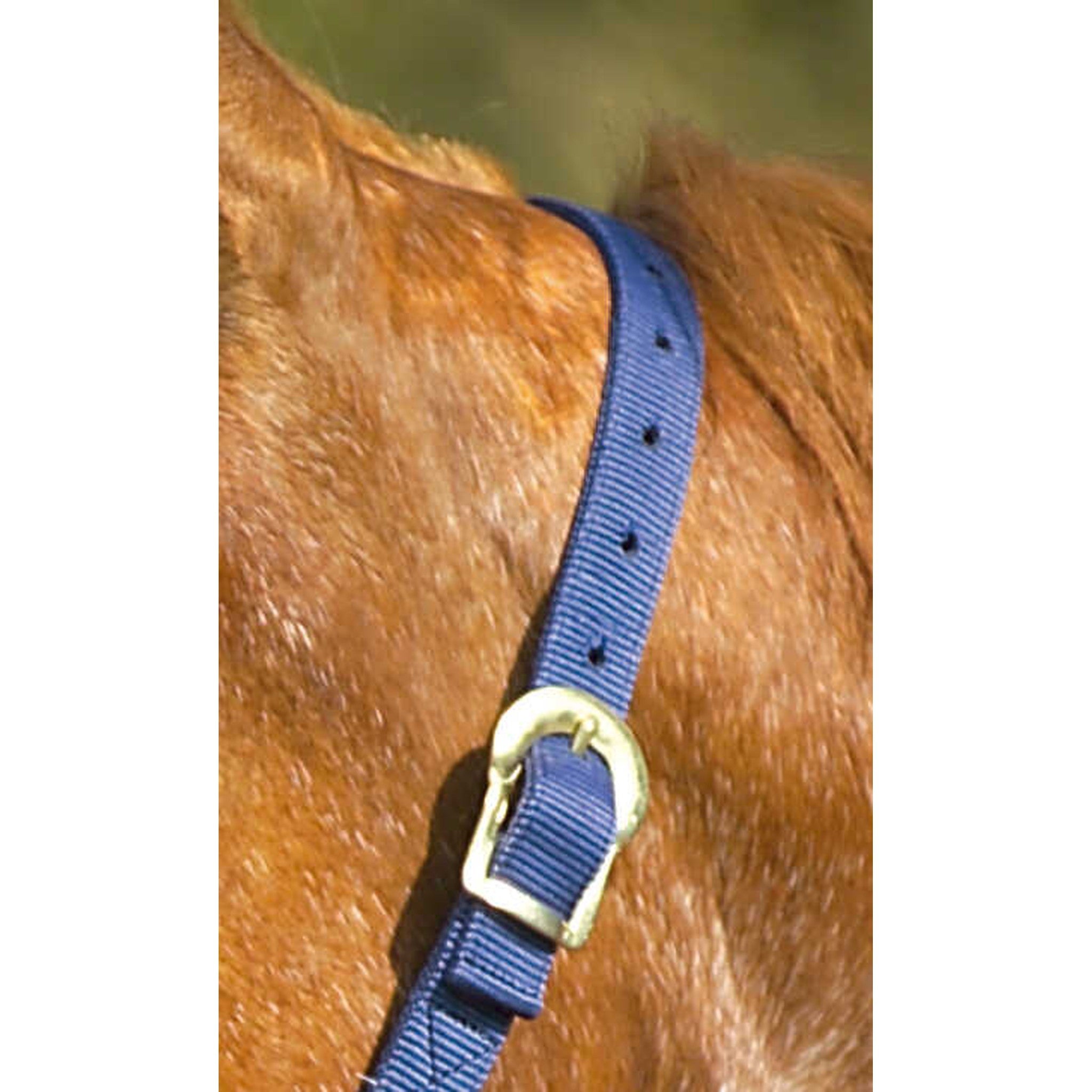 Norton Double thickness nylon headcollar with buckles Navy blue 510041007