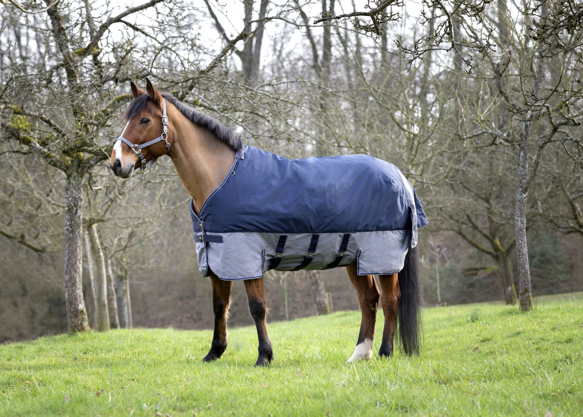 ÉQUITHÈME Tyrex 600D Turnout rug - Belly belt Navy blue/grey