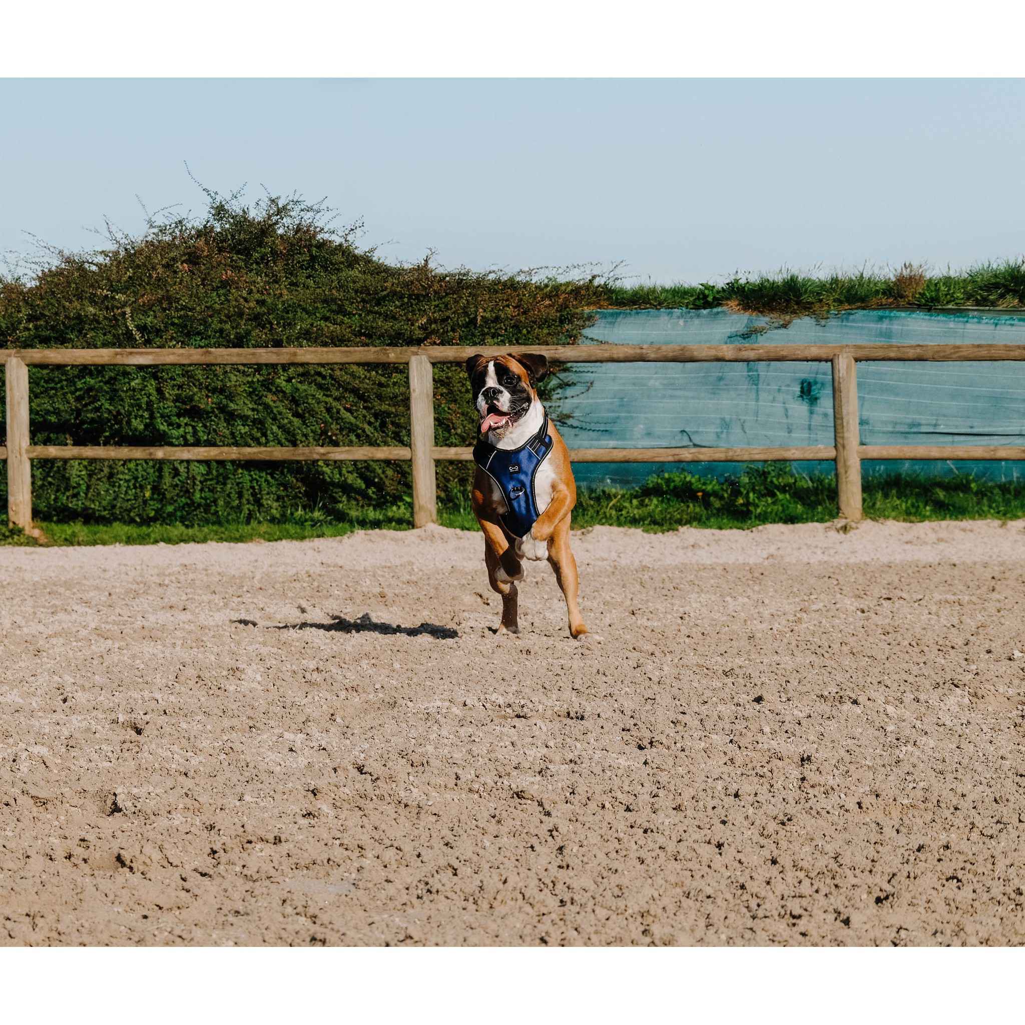 Riding World Simba Dog Harness Navy blue 409059002