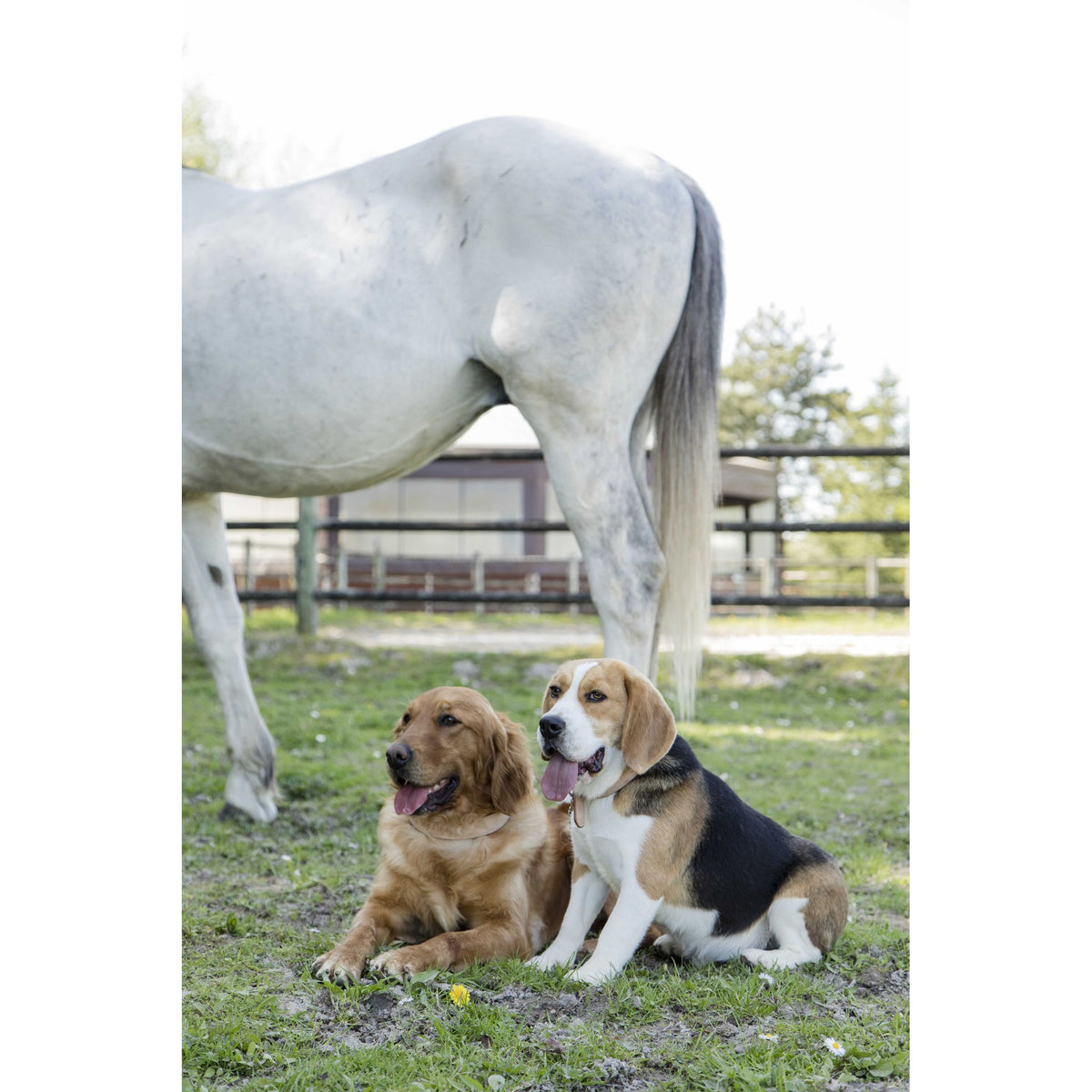 Diego & Louna Natural Leather Collar - Natural - 409210050_ambi_1