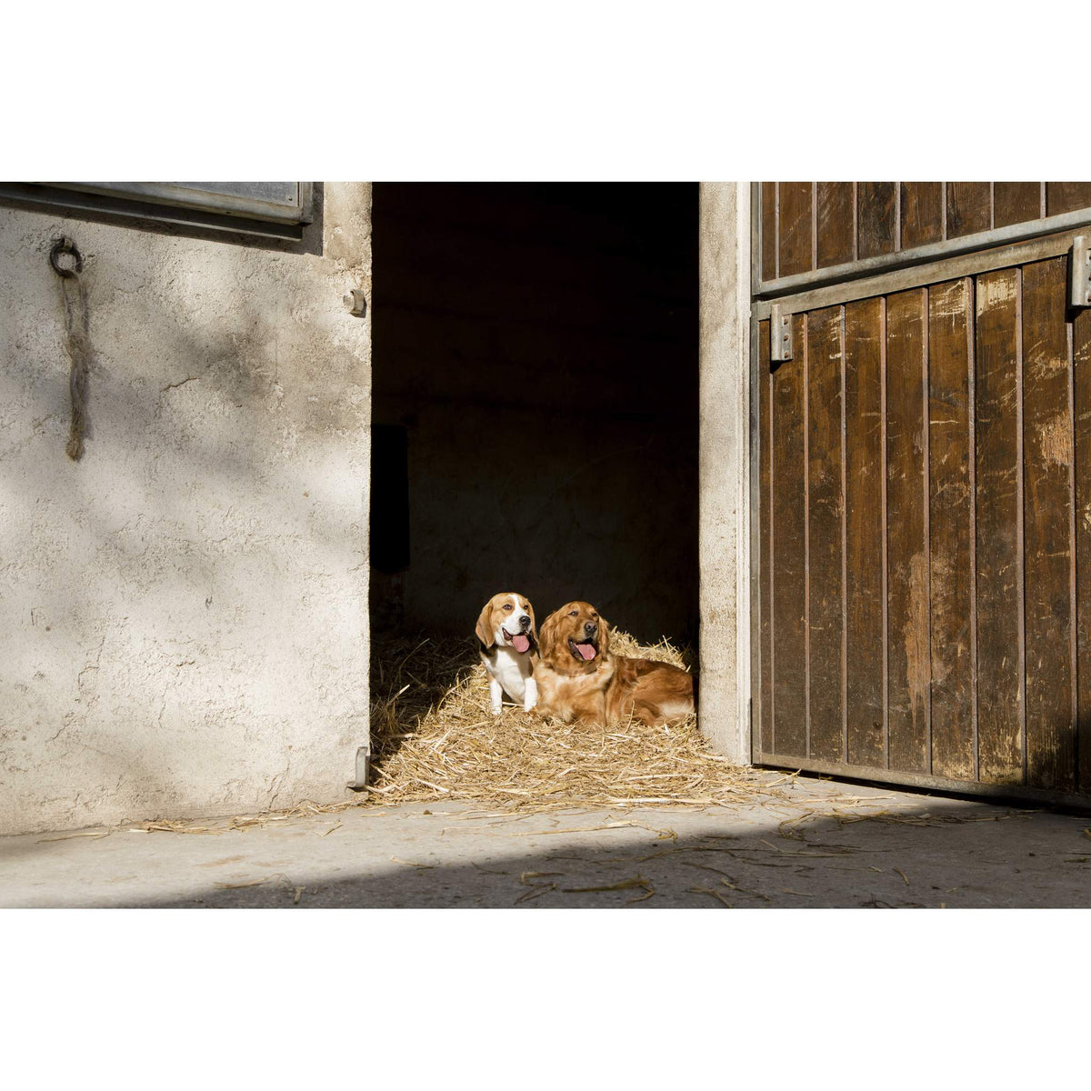 Diego & Louna Natural Leather Collar - Natural - 409210050_ambi_3