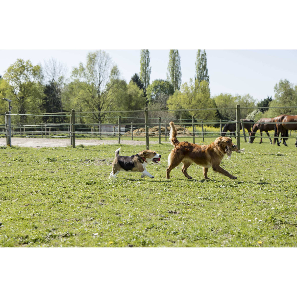 Diego & Louna Natural Leather Collar - Natural - 409210050_ambi_5