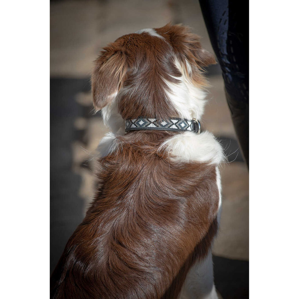 Pénélope Pearl Dog Collar - Black/white - 409821030_ambi_2