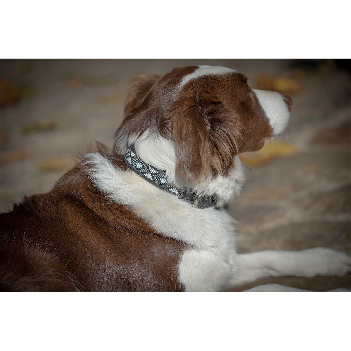 Pénélope Pearl Dog Collar - Black/white - 409821030_ambi_4