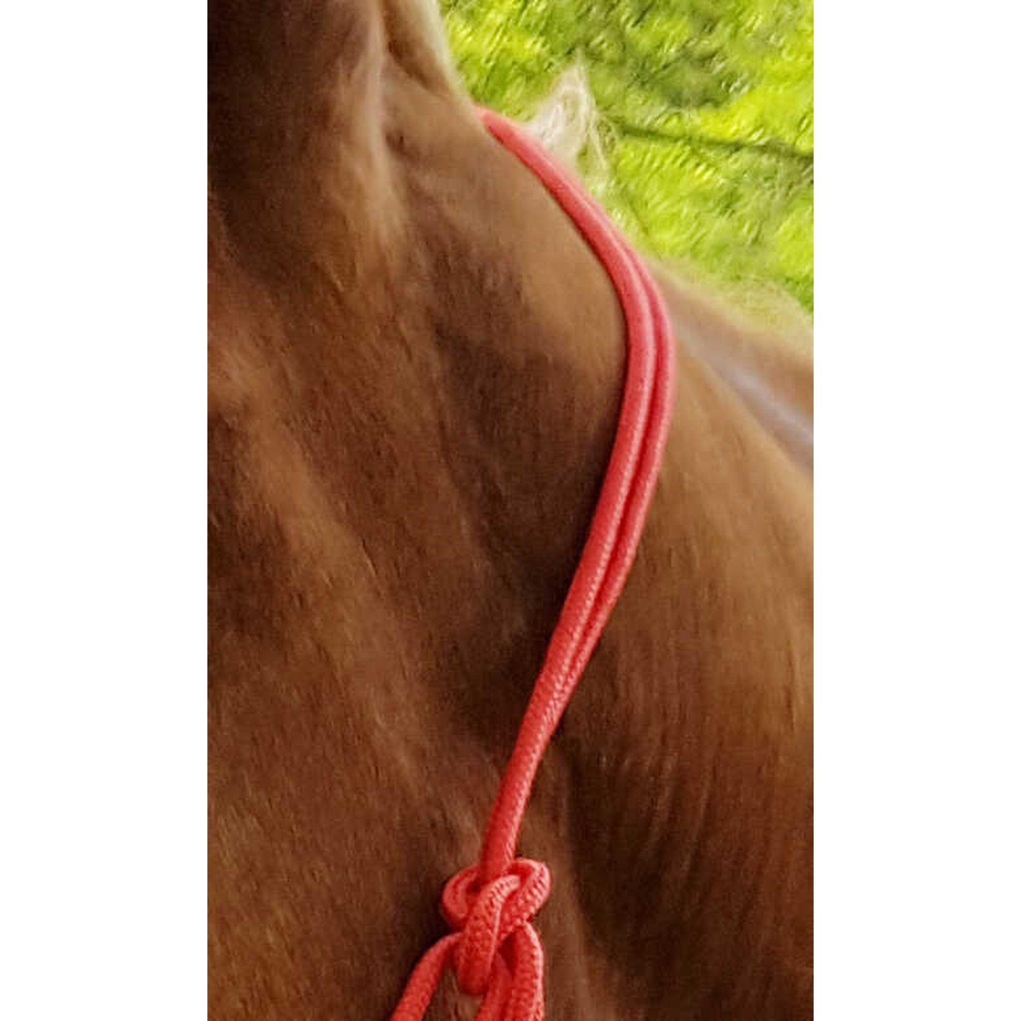 Riding World Fine Ethological halter Red 510148003