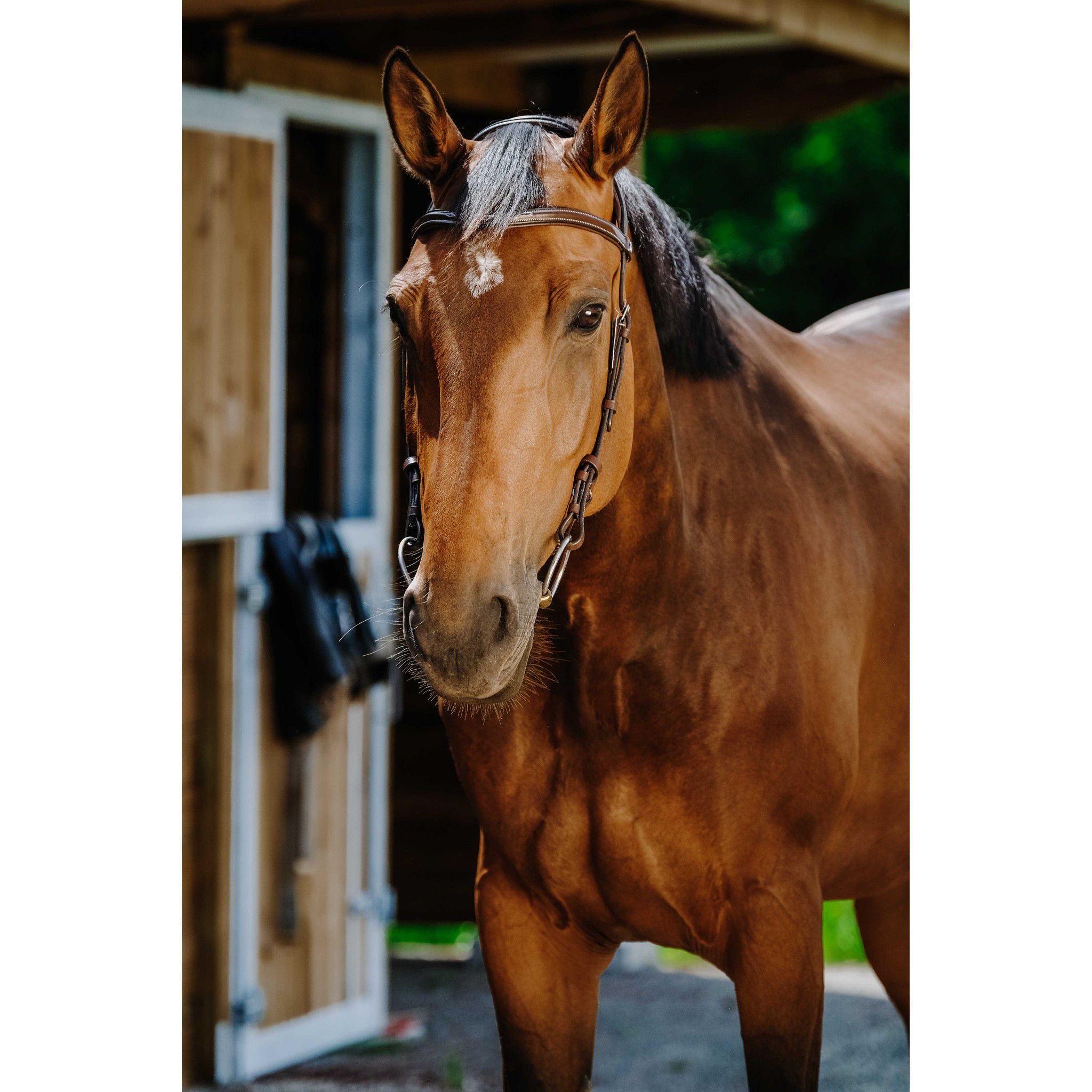 Norton Freedom Bridle Havana 301804318