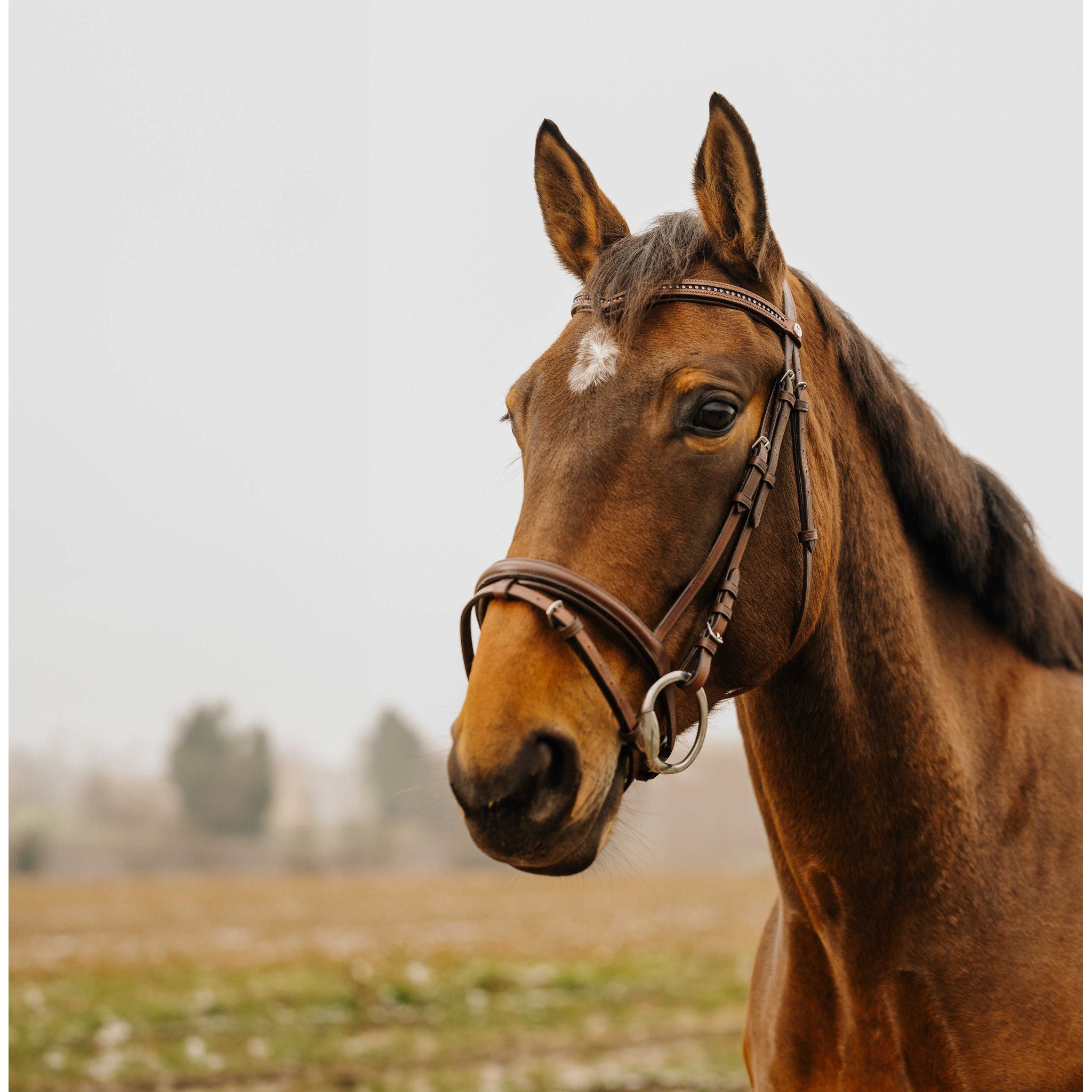 Norton Club Strass V Bridle Havana 301910318