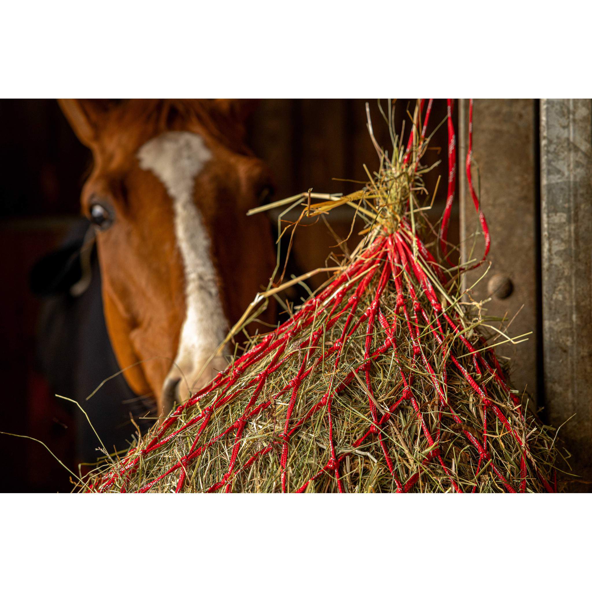 Hippo-Tonic Zari Hay Net Red 306835003