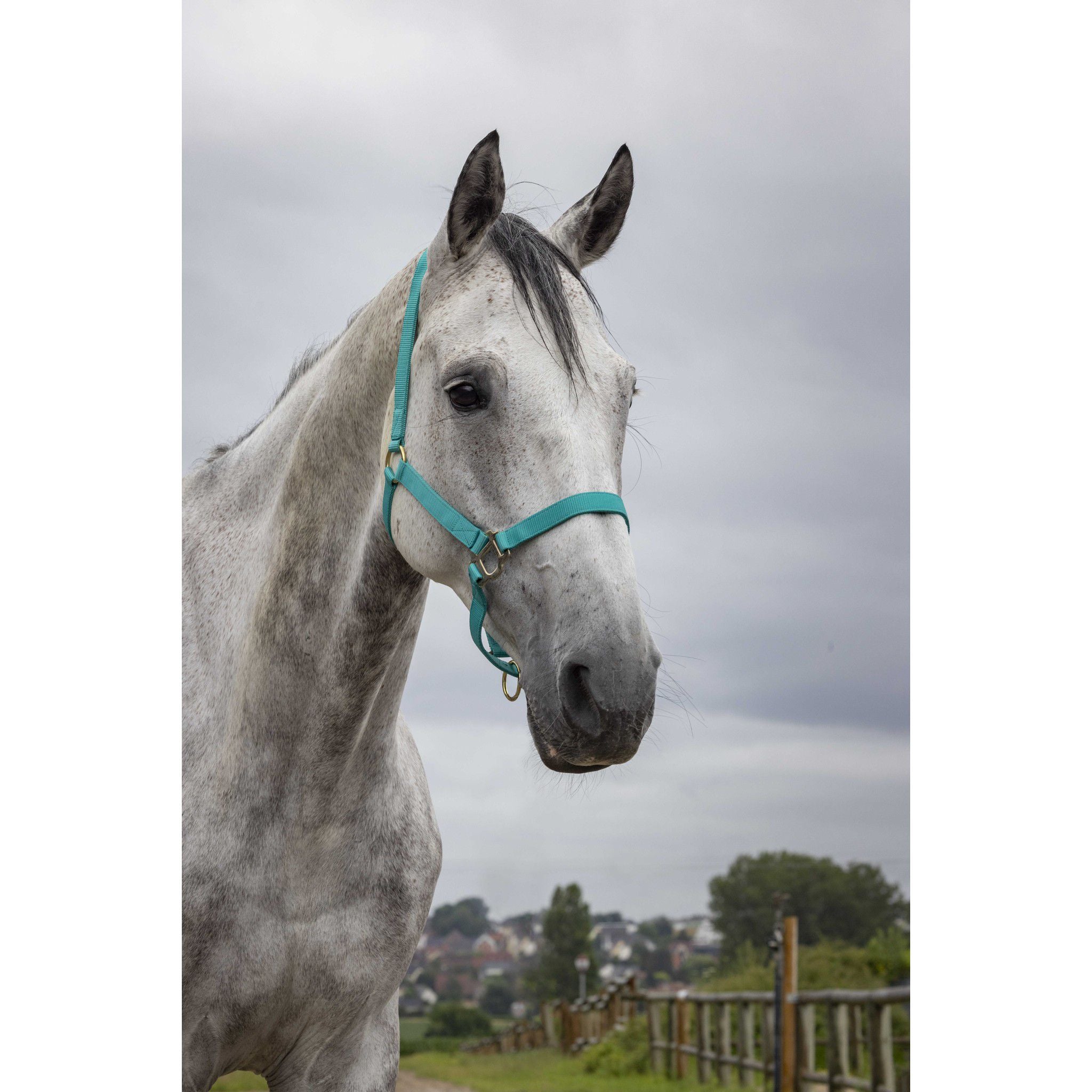 Norton Double thickness nylon headcollar with buckles Turquoise 510041017