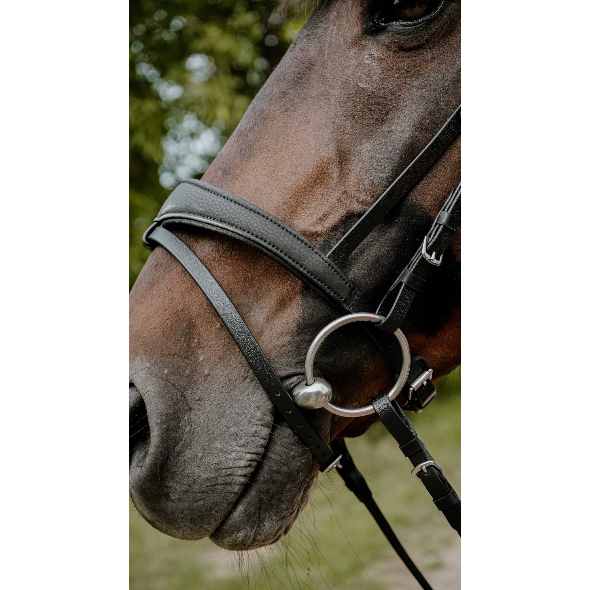 Norton Pop Bridle Black 301928302