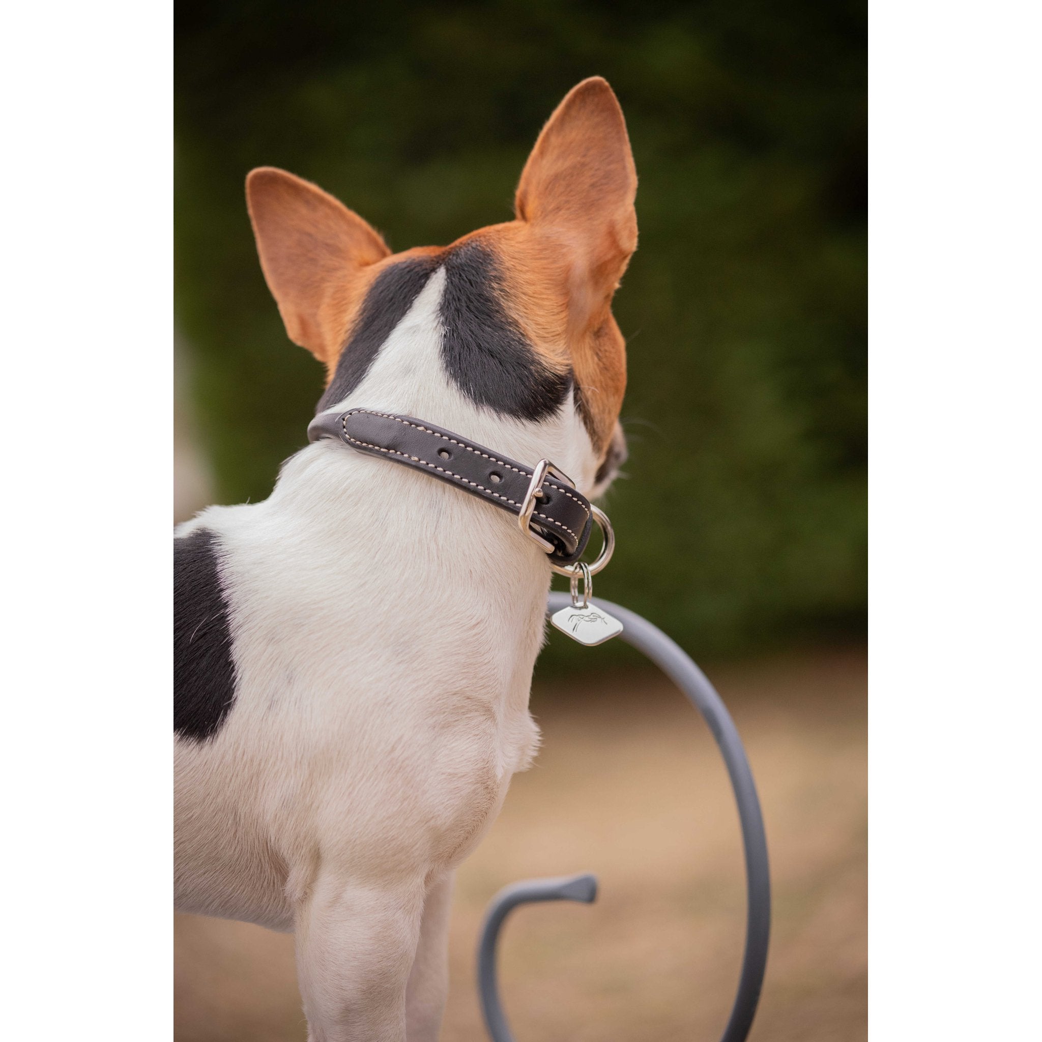 Penelope Olie Dog Collar Havana - 409825430_ambi_3